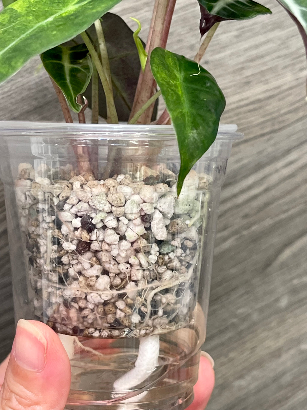 Alocasia Polly Aurea Splash A
