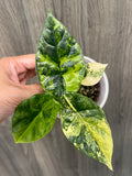 Alocasia Sinuata Aurea B