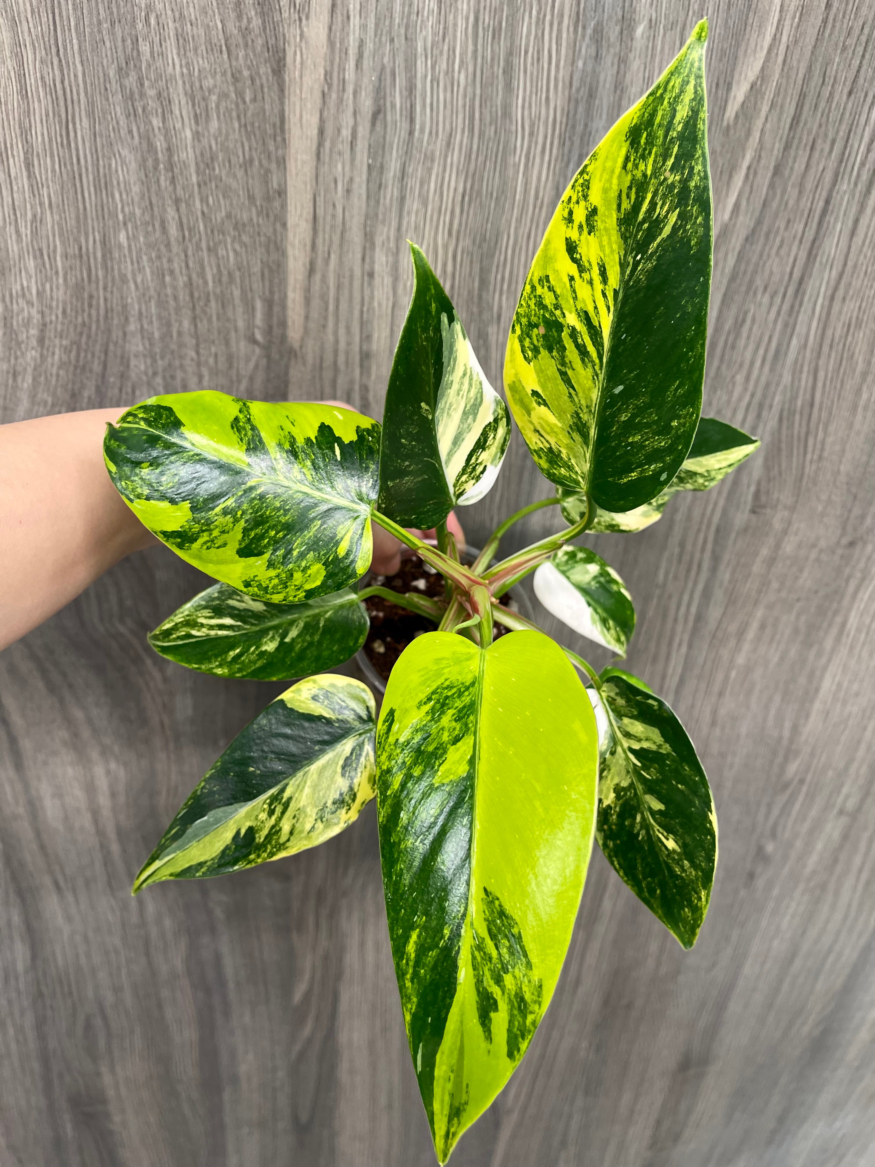 Philo White Princess Aurea C