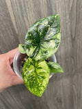 Alocasia Sinuata Albo Mint