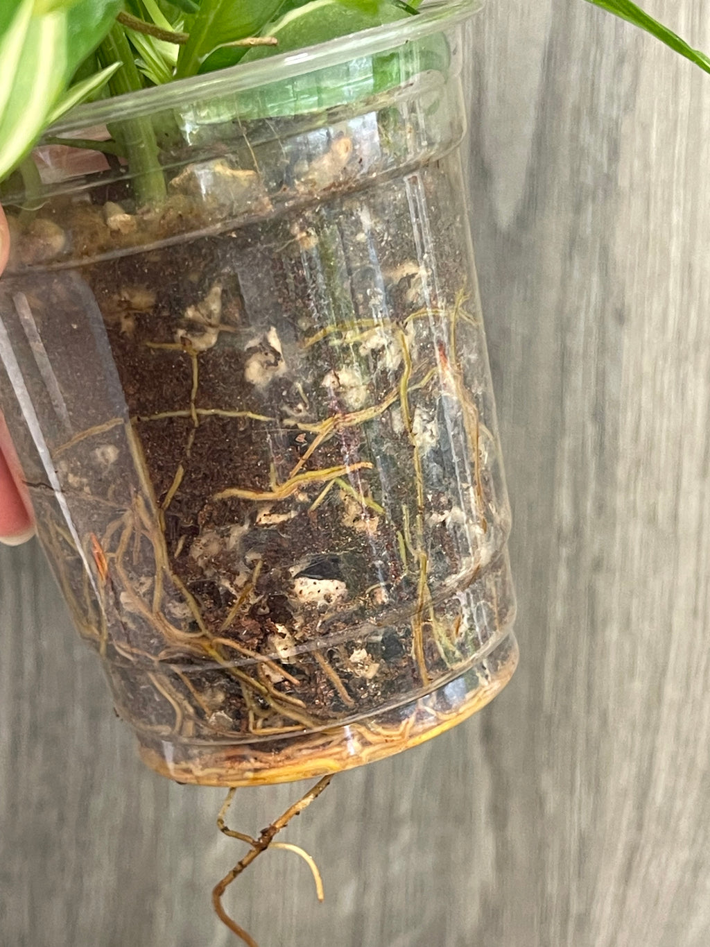 Philodendron Rio