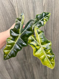 Alocasia Pseudo Aurea B