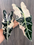 Alocasia Sanderiana Bull Pink B
