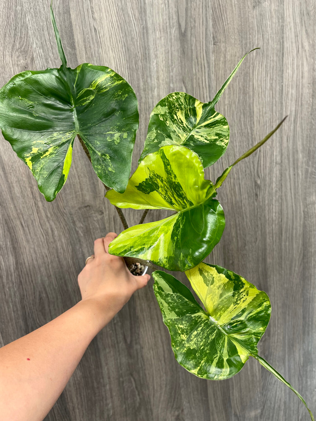 Alocasia Stingray Lime A