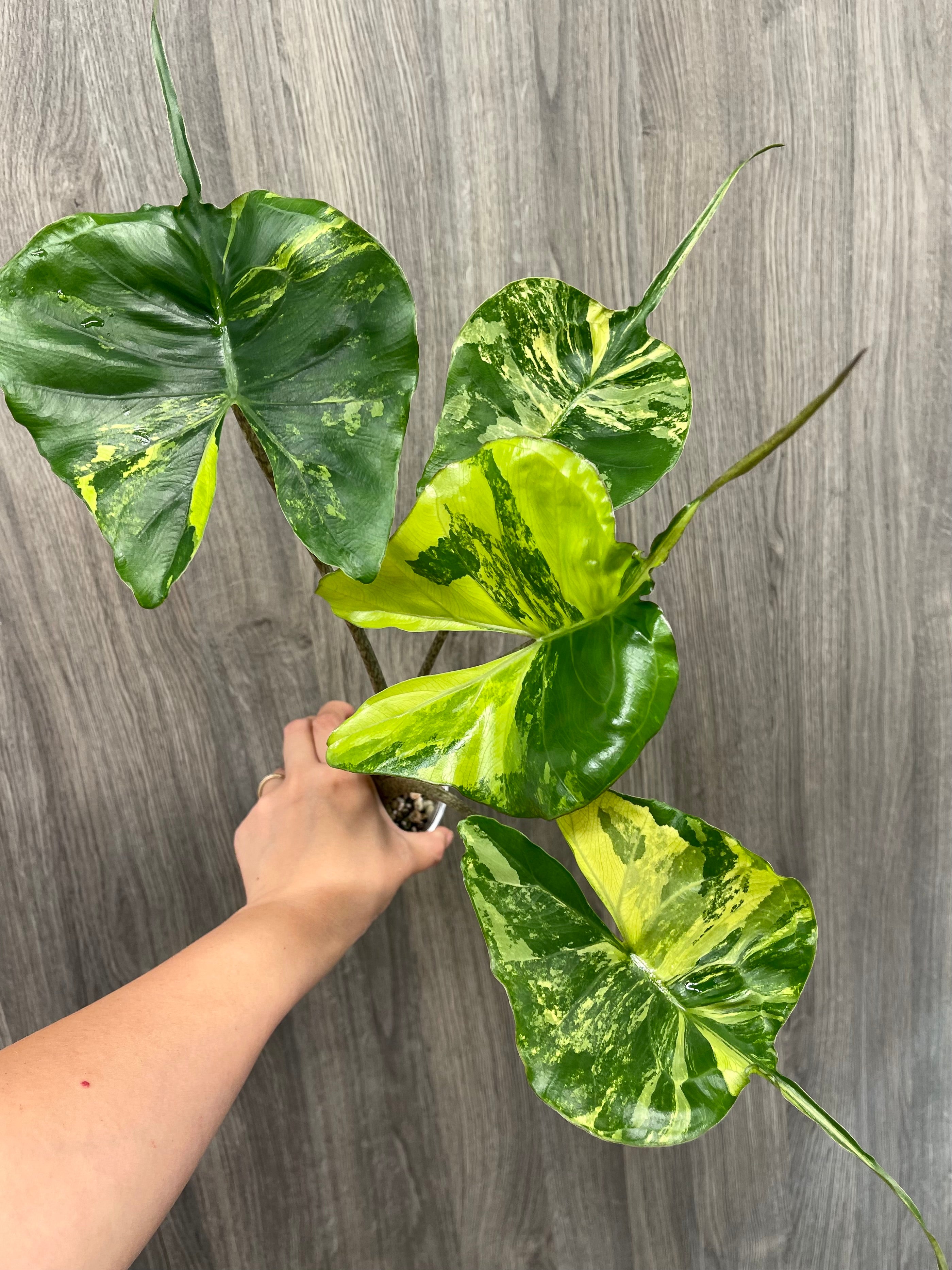 Alocasia Stingray Lime A