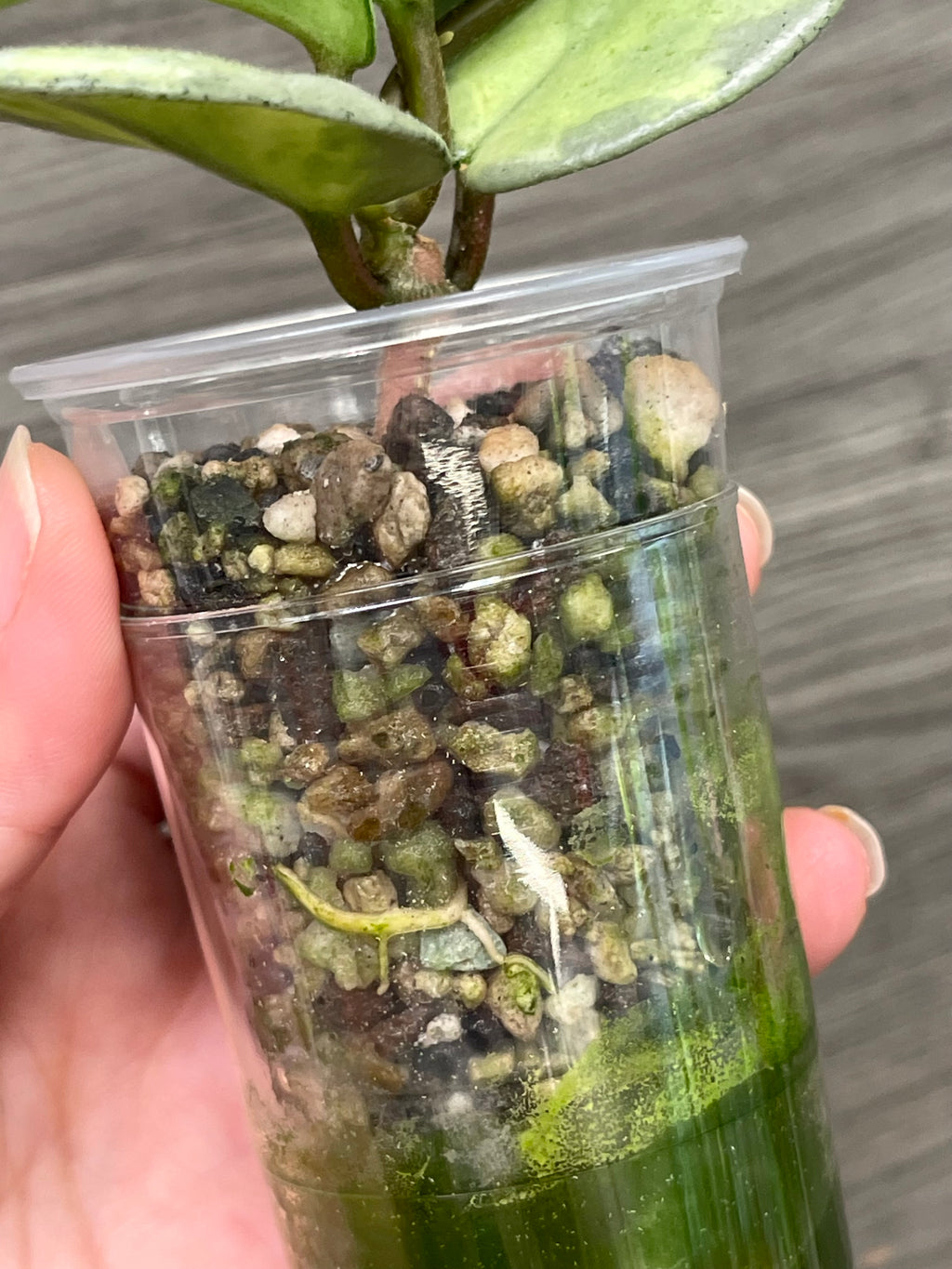 Hoya Nova Ghost