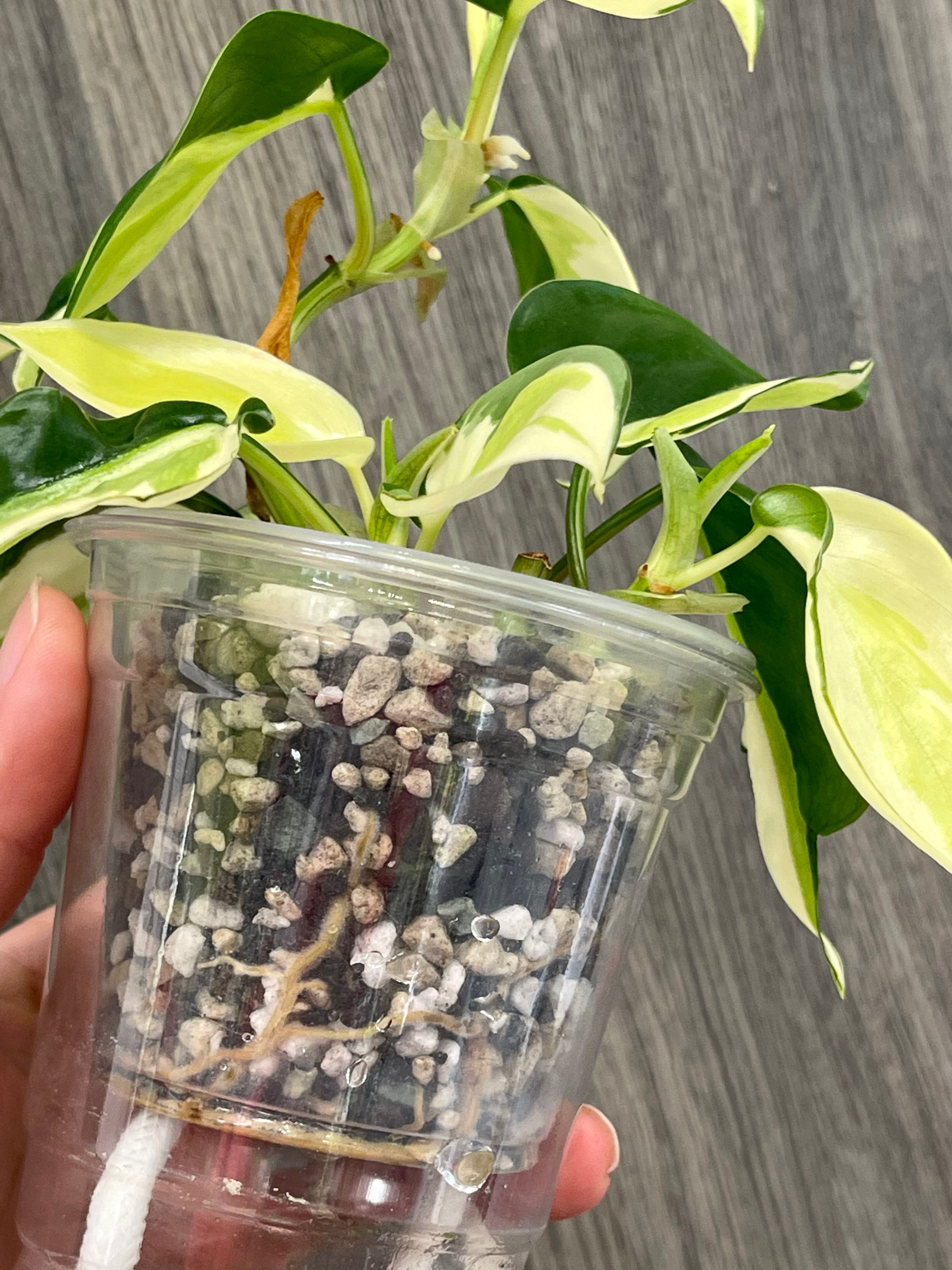 Philodendron Gabby A