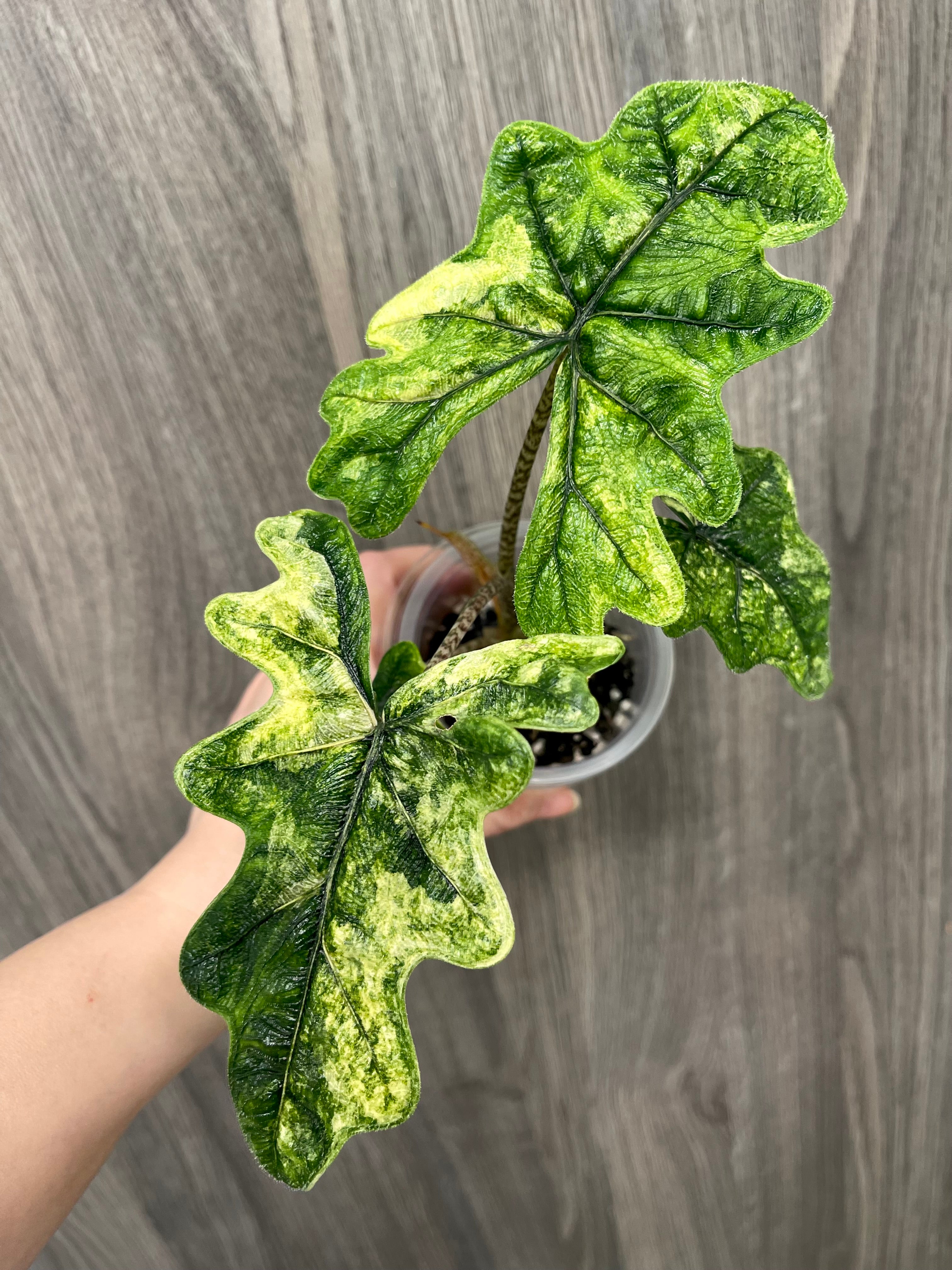 Alocasia Jacklyn Mystic