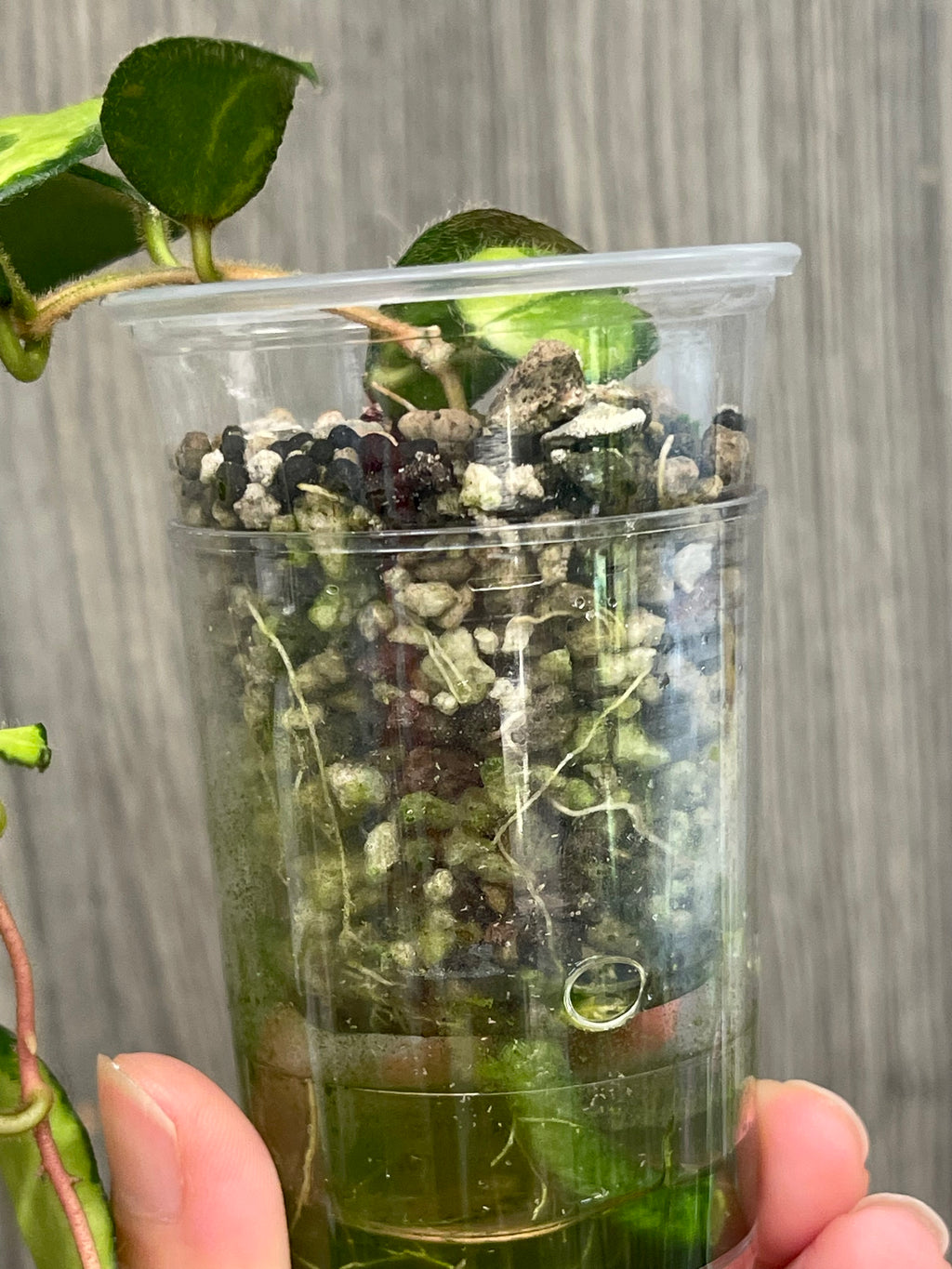 Hoya Caudata Variegated