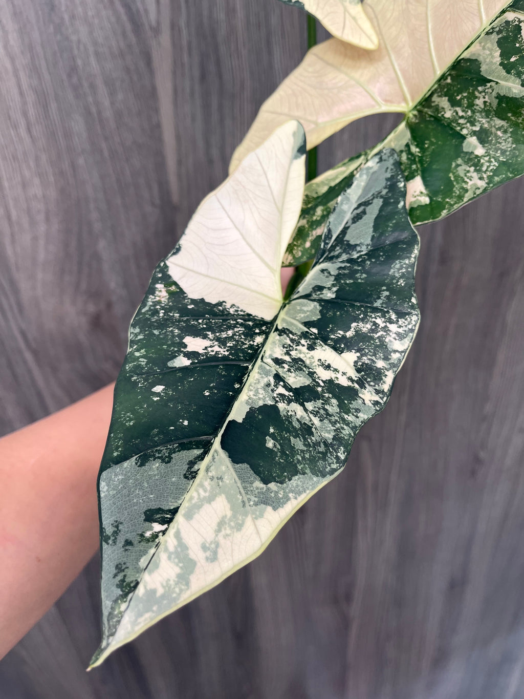 Alocasia Scabriuscula Pink Albo