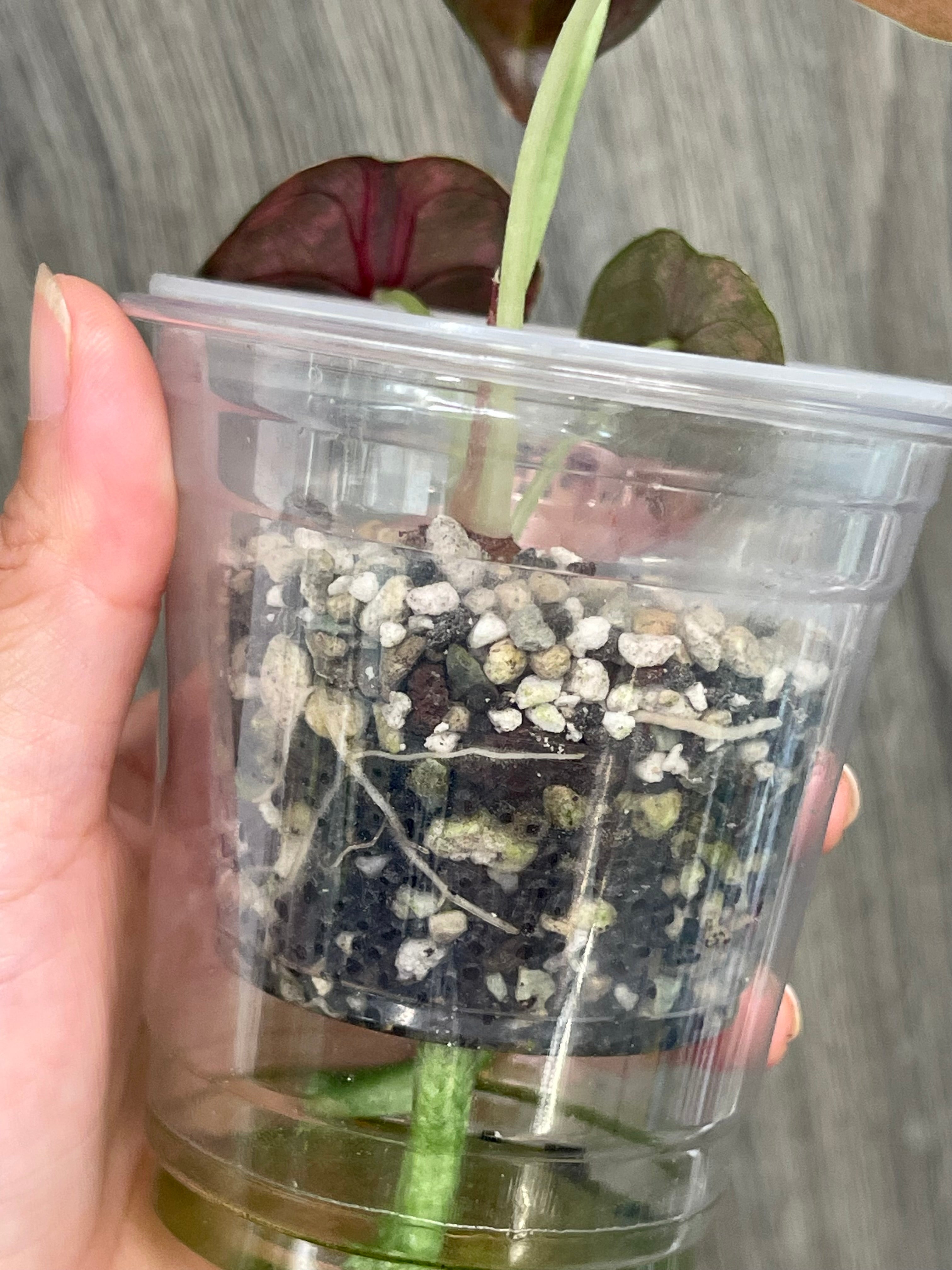 Alocasia Cuprea Latte