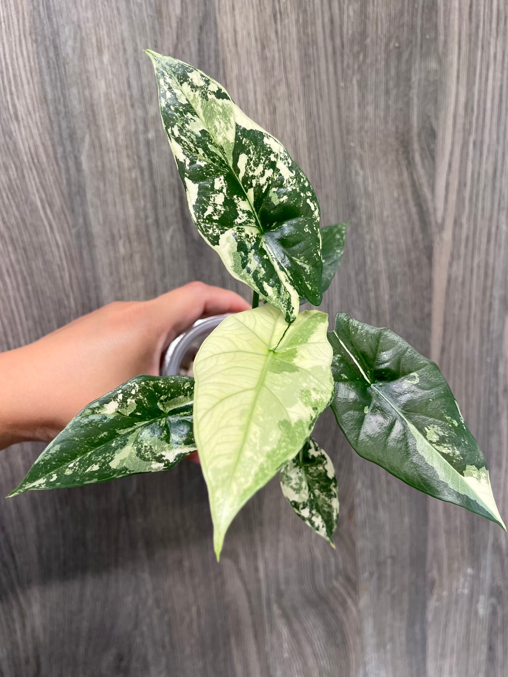 Alocasia Simpo Albo A
