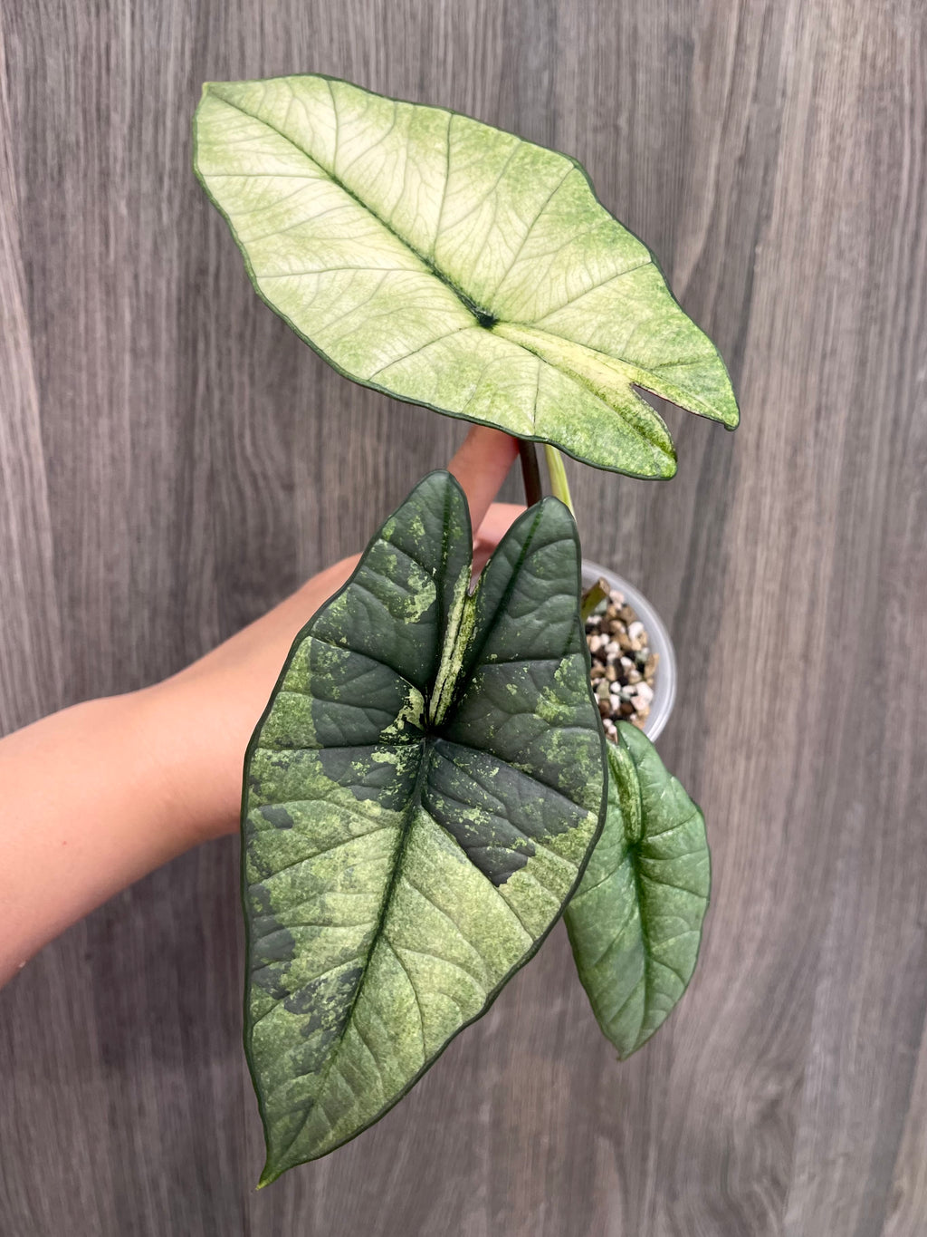 Alocasia Bisma Platinum Albo Mint