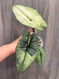 Alocasia Bisma Platinum Albo Mint