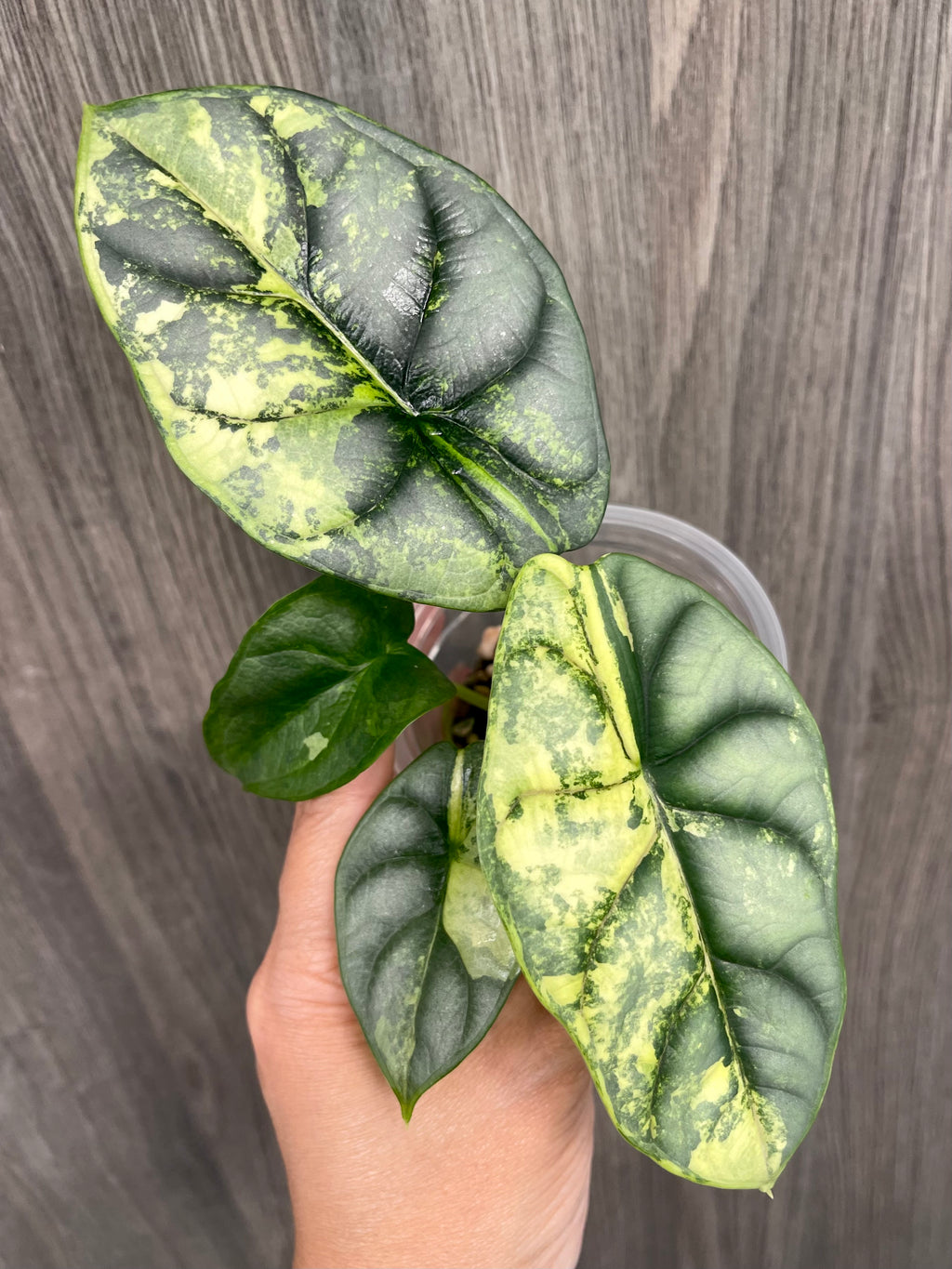 Alocasia Silver Dragon Variegated
