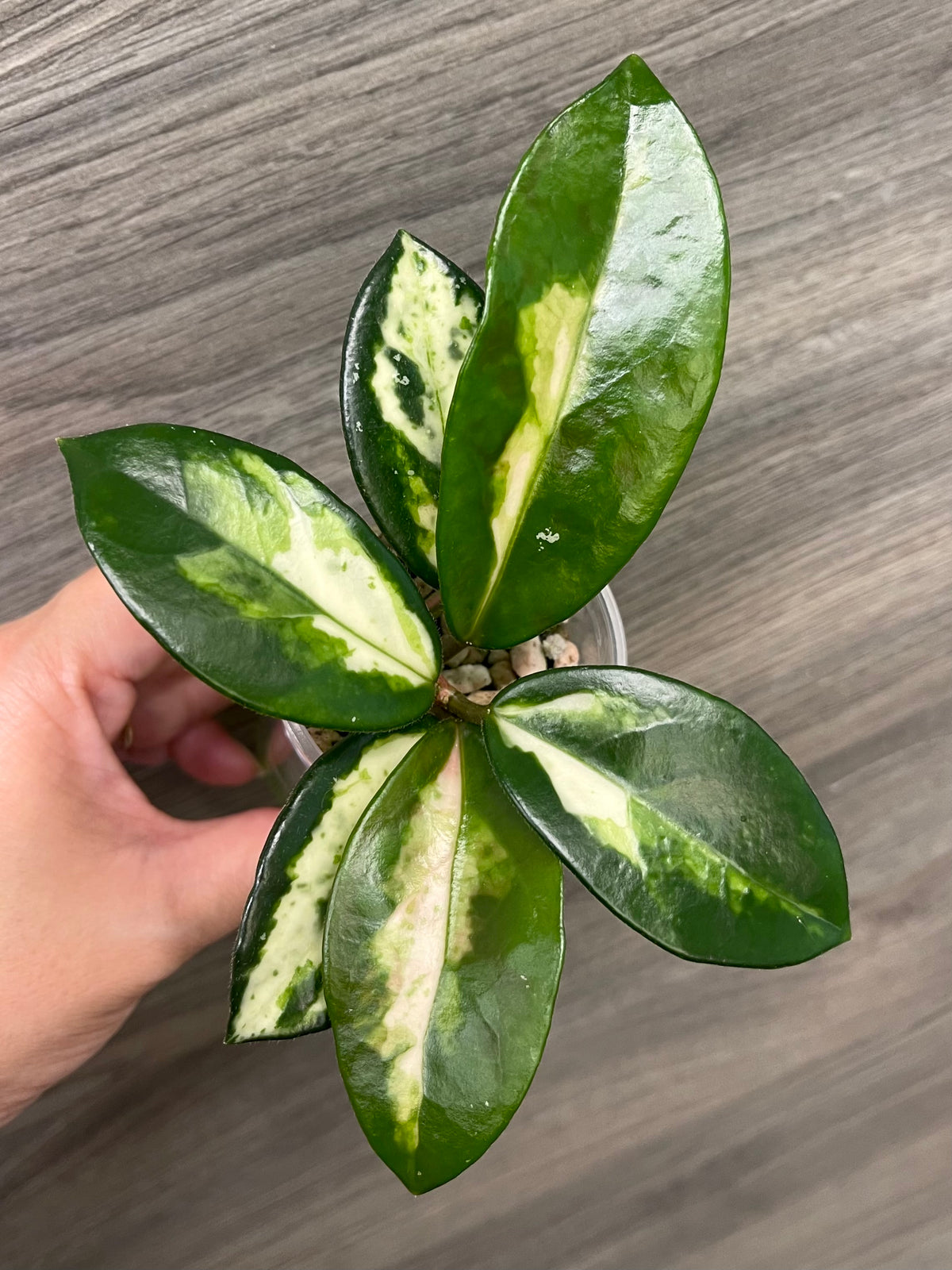 Hoya Madara Green Edge B