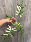 Alocasia Brancifolia Albo B