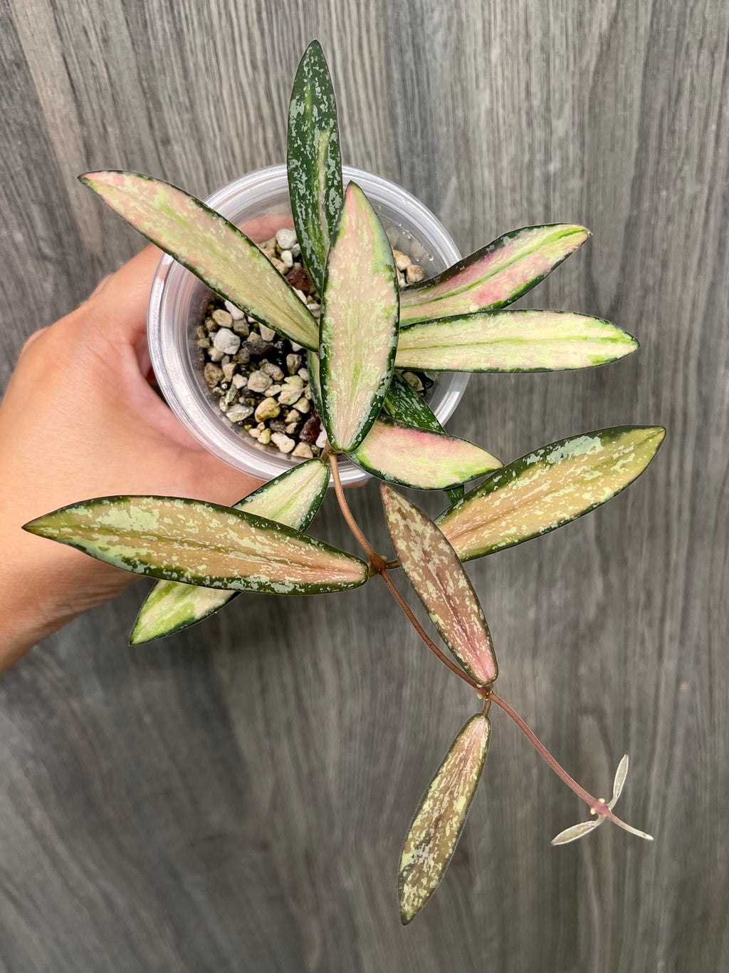 Hoya Sigillatis Inner Variegated B