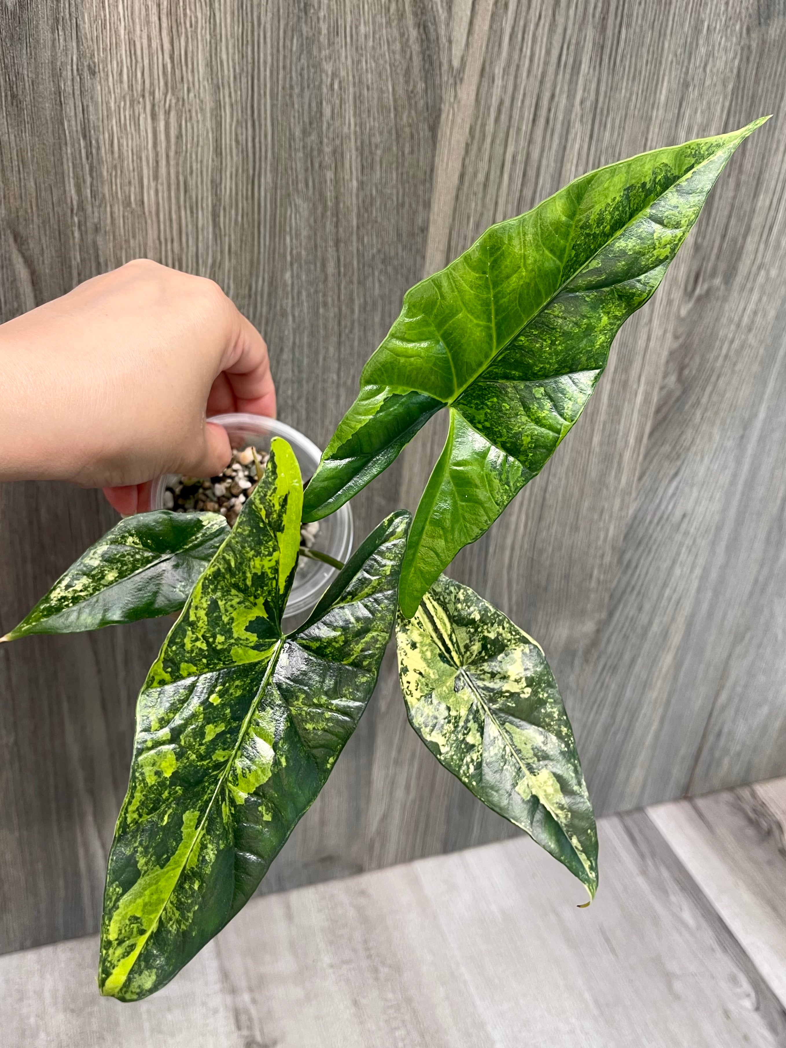 Alocasia Simpo Aurea