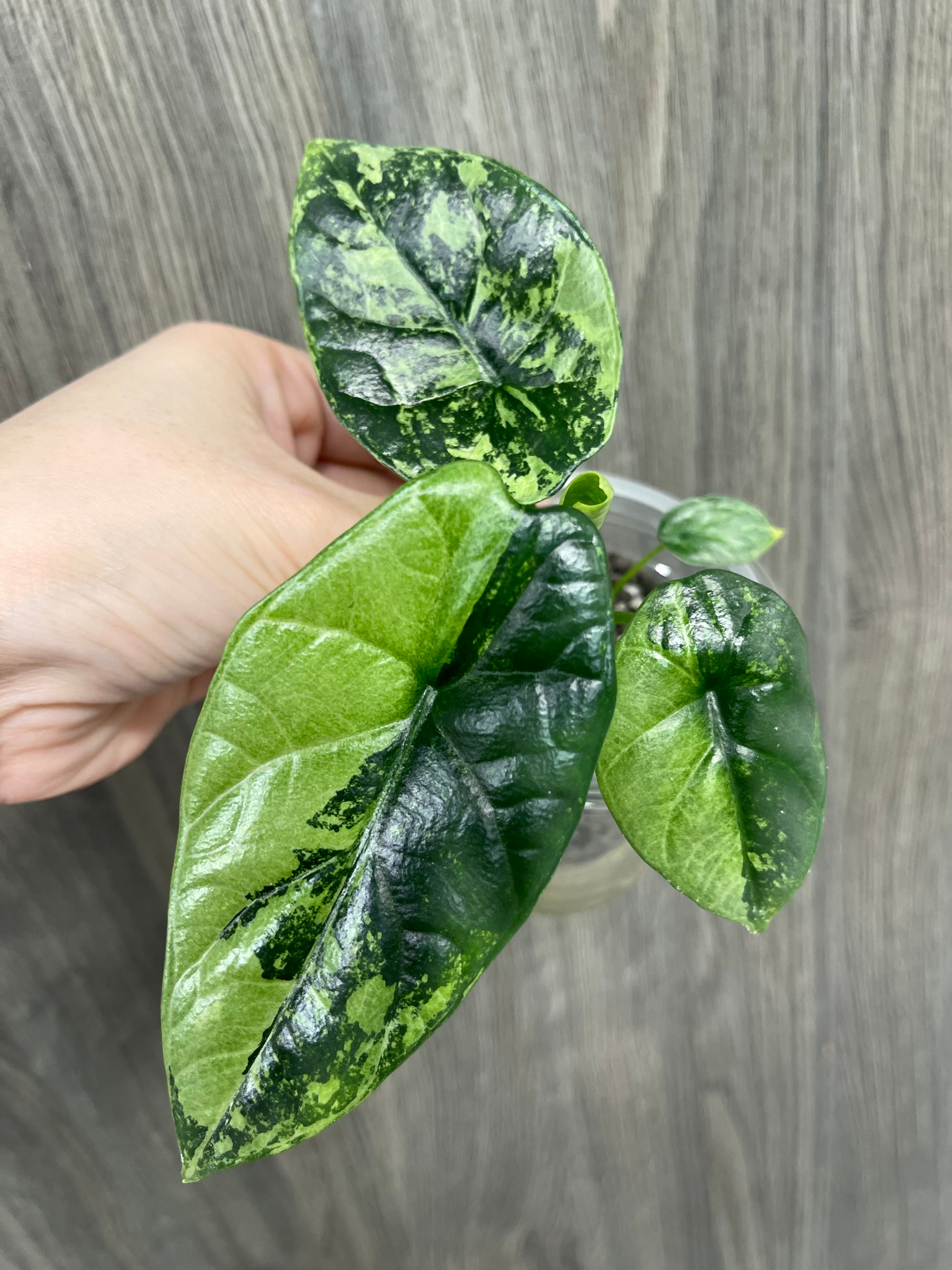 Alocasia Sinuata Albo Mint