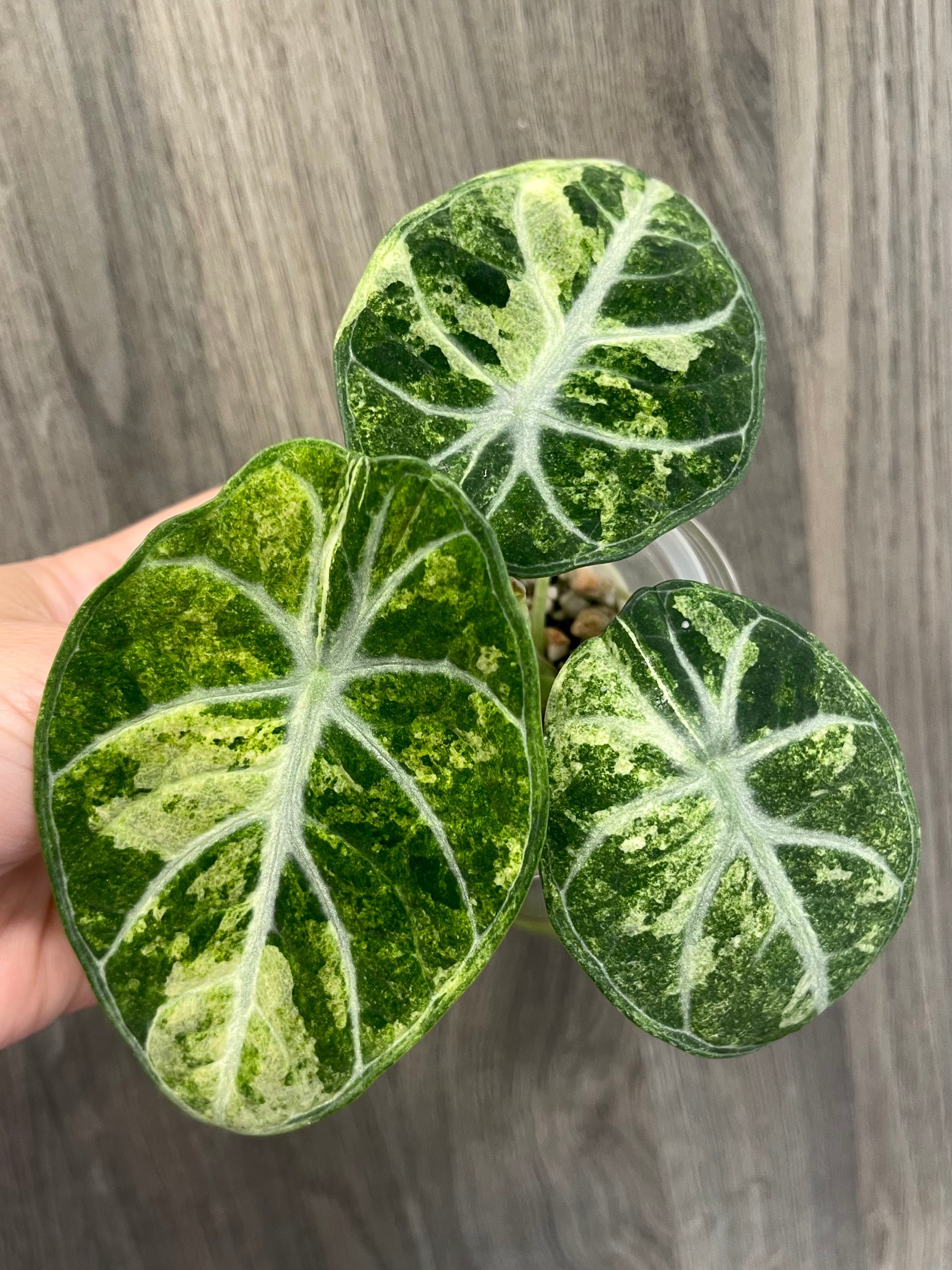 Alocasia Ninja Splash A