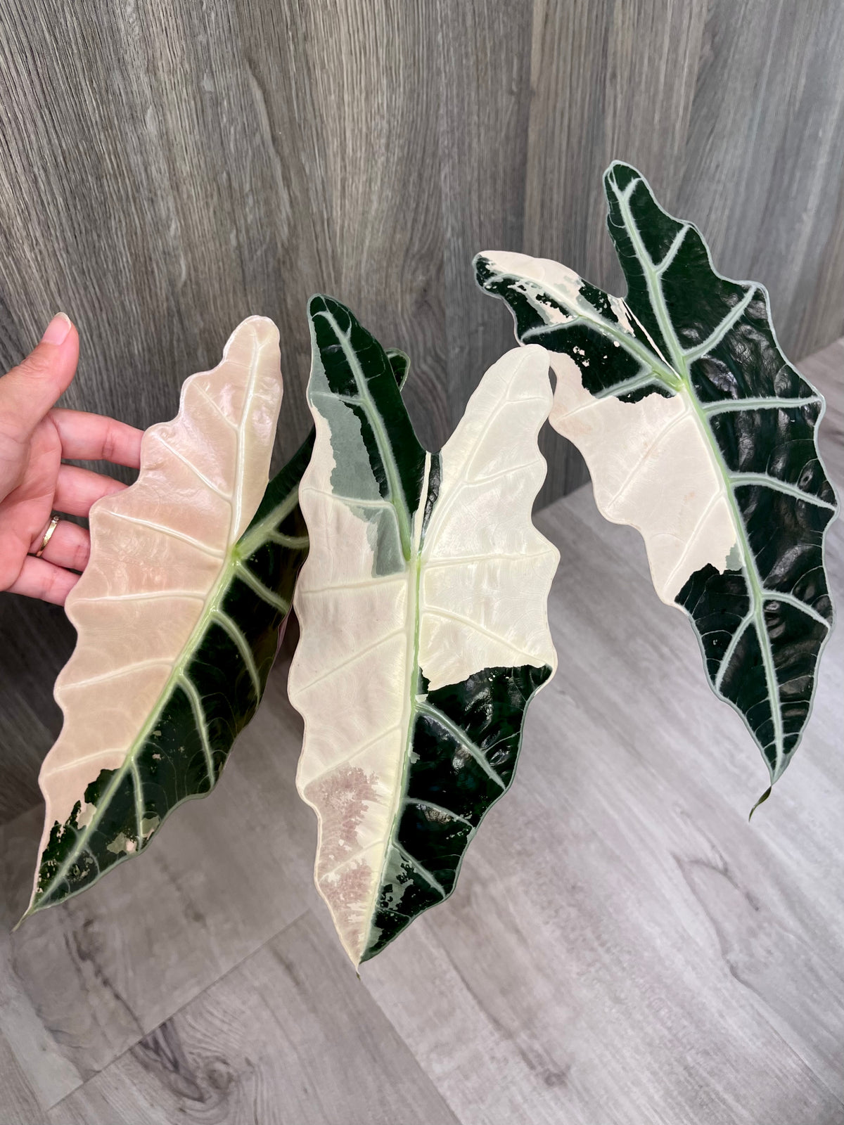 Alocasia Sanderiana Bull Pink D
