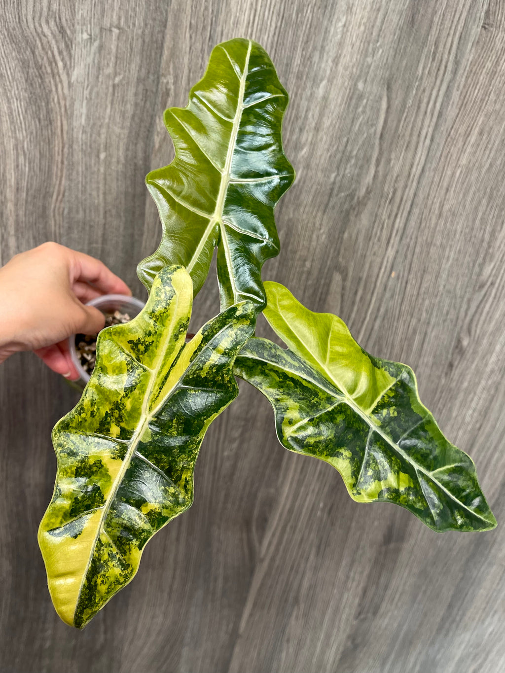 Alocasia Pseudo Aurea