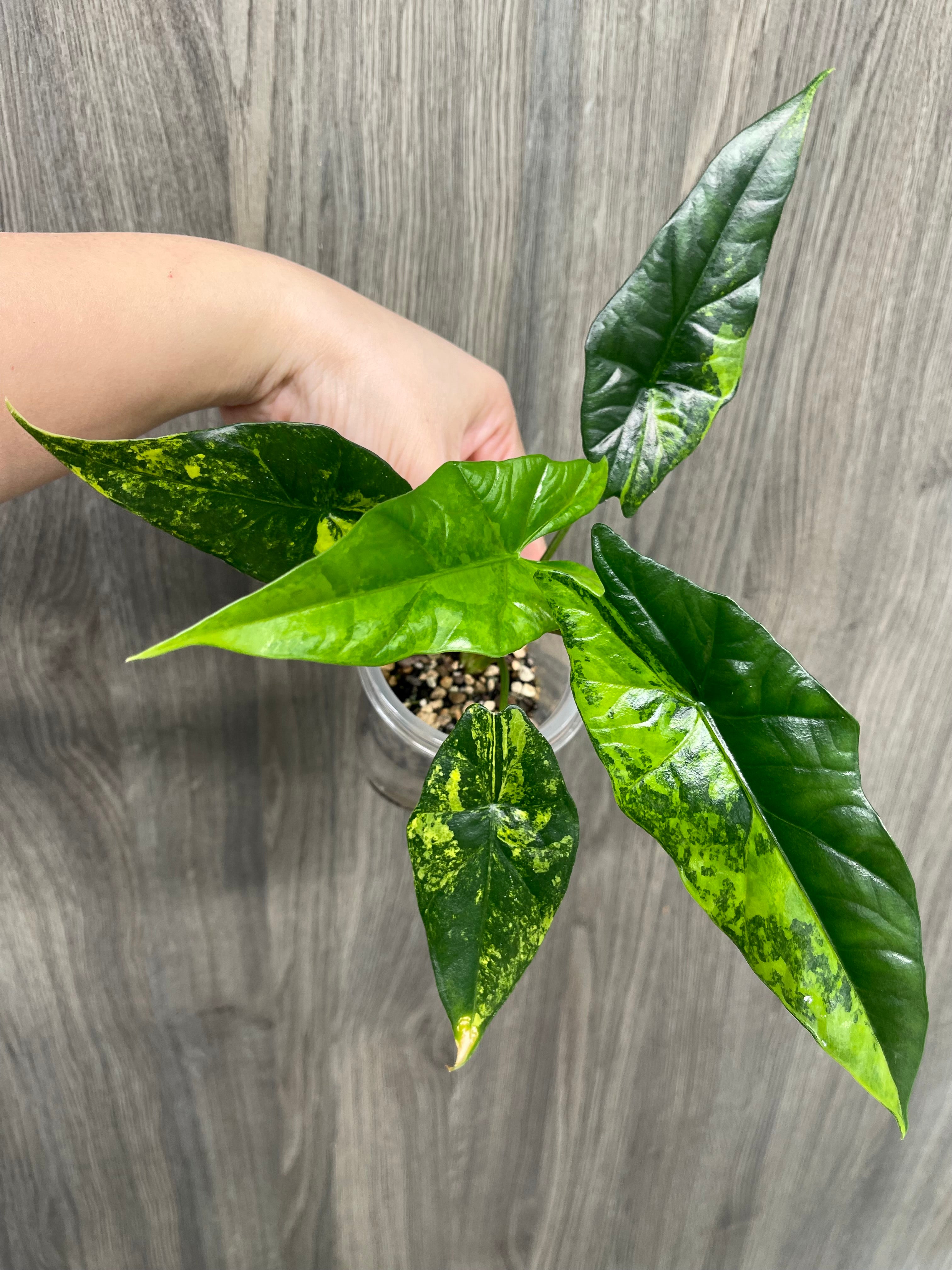 Alocasia Simpo Aurea