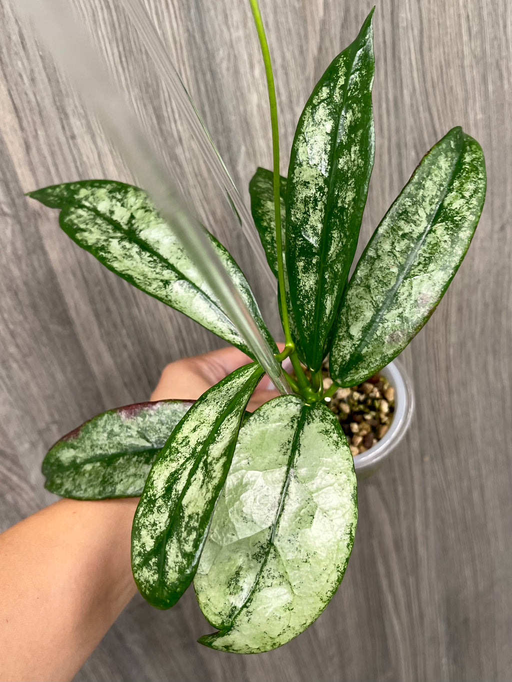 Hoya Buntokensis Purnama