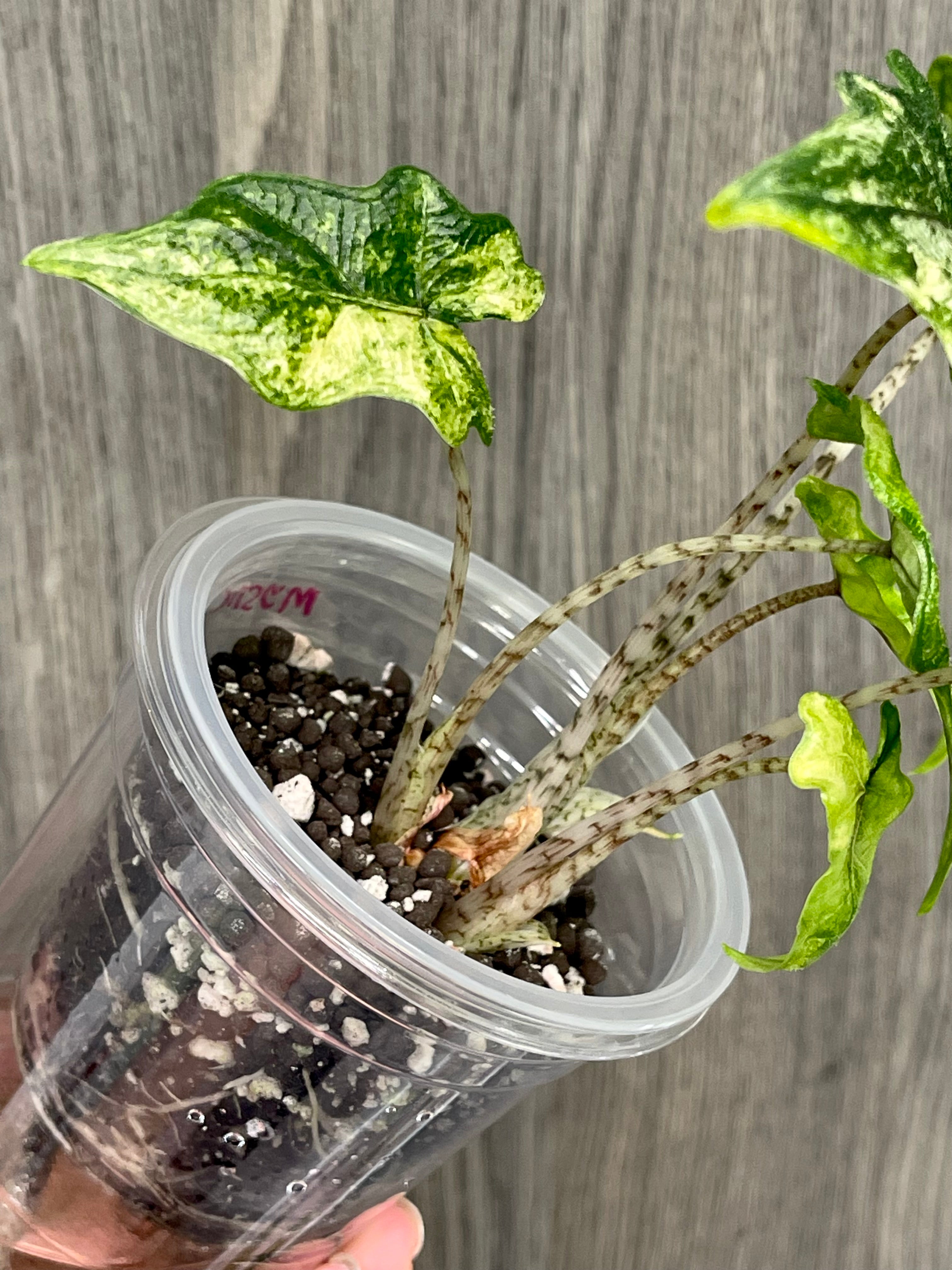 Alocasia Jacklyn Mystic