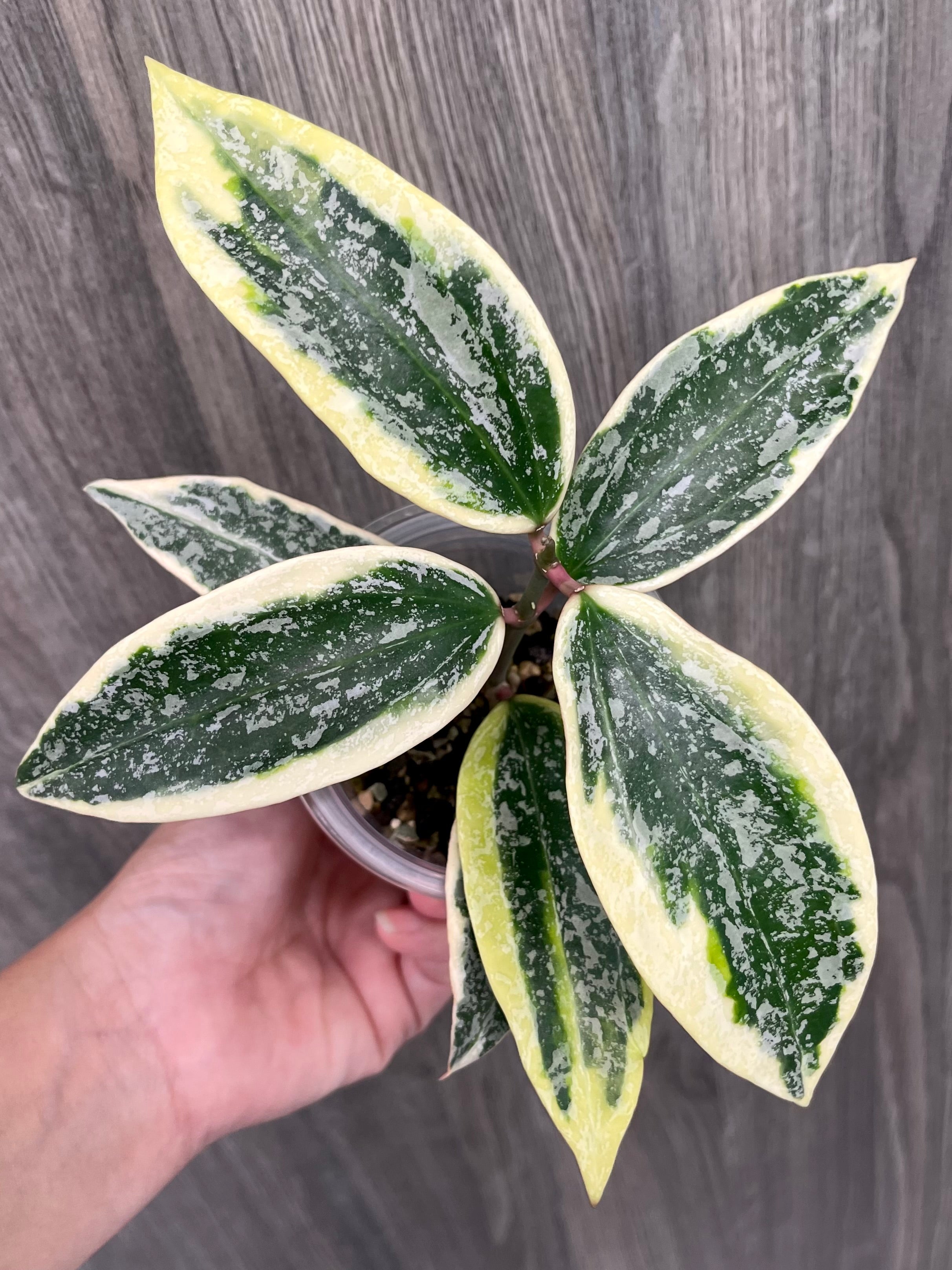 Hoya Rangsan Albo Splash
