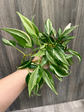 Philodendron Rio