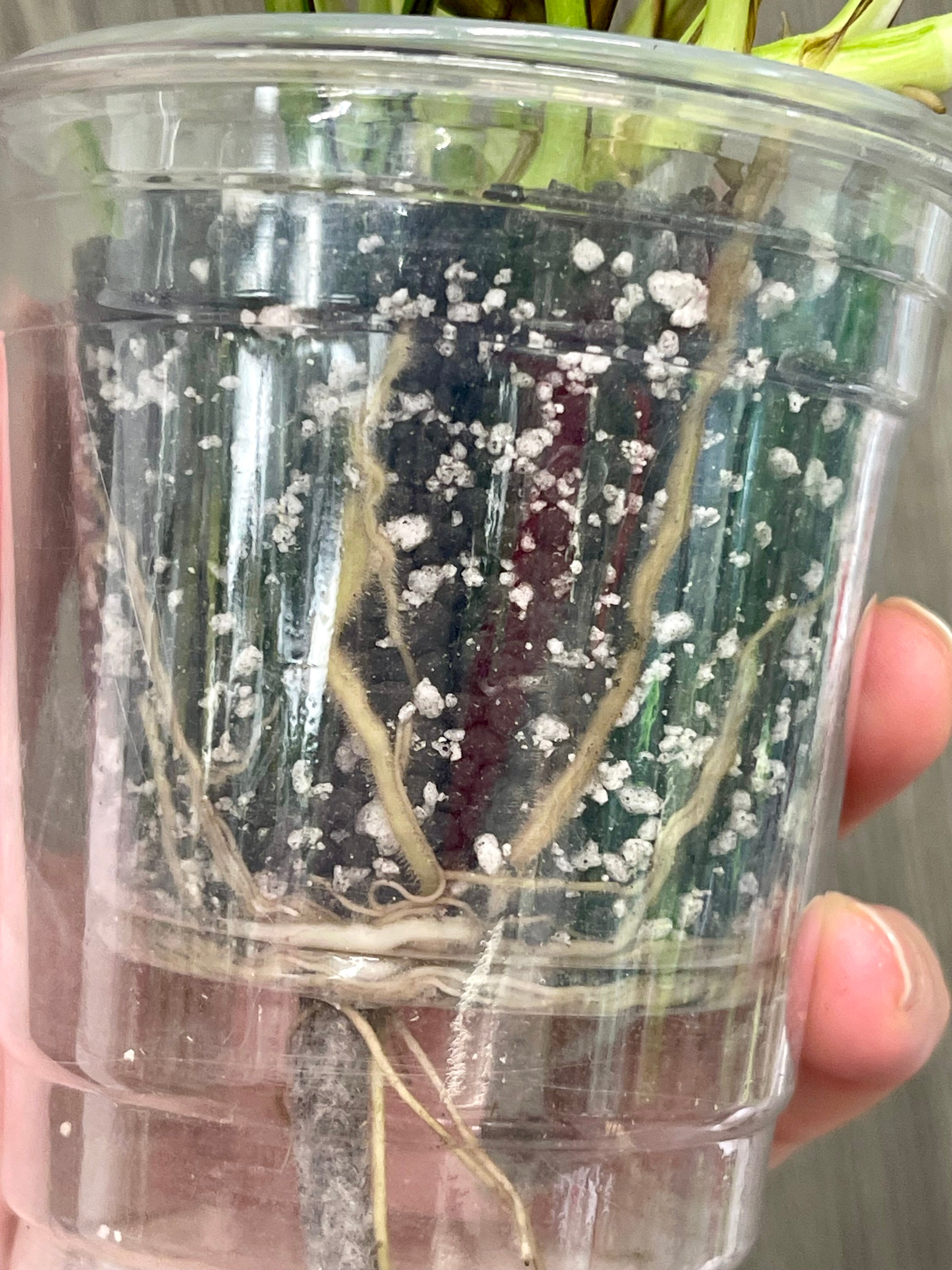 Pothos Japanese Global