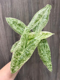 Alocasia Longiloba Mint Marble