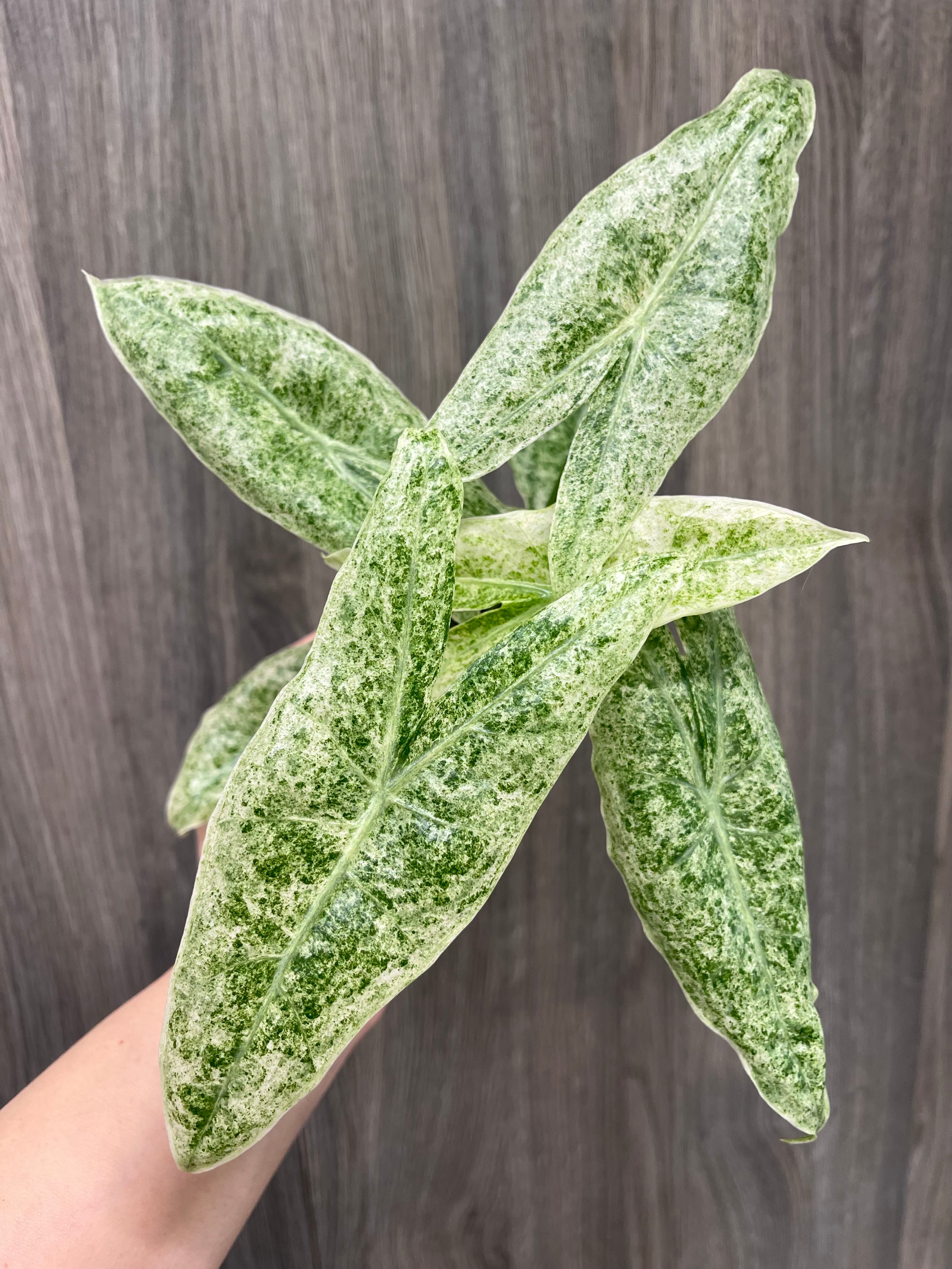 Alocasia Longiloba Mint Marble
