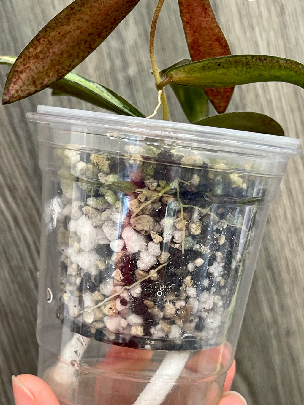 Hoya Sigillatis Inner Variegated
