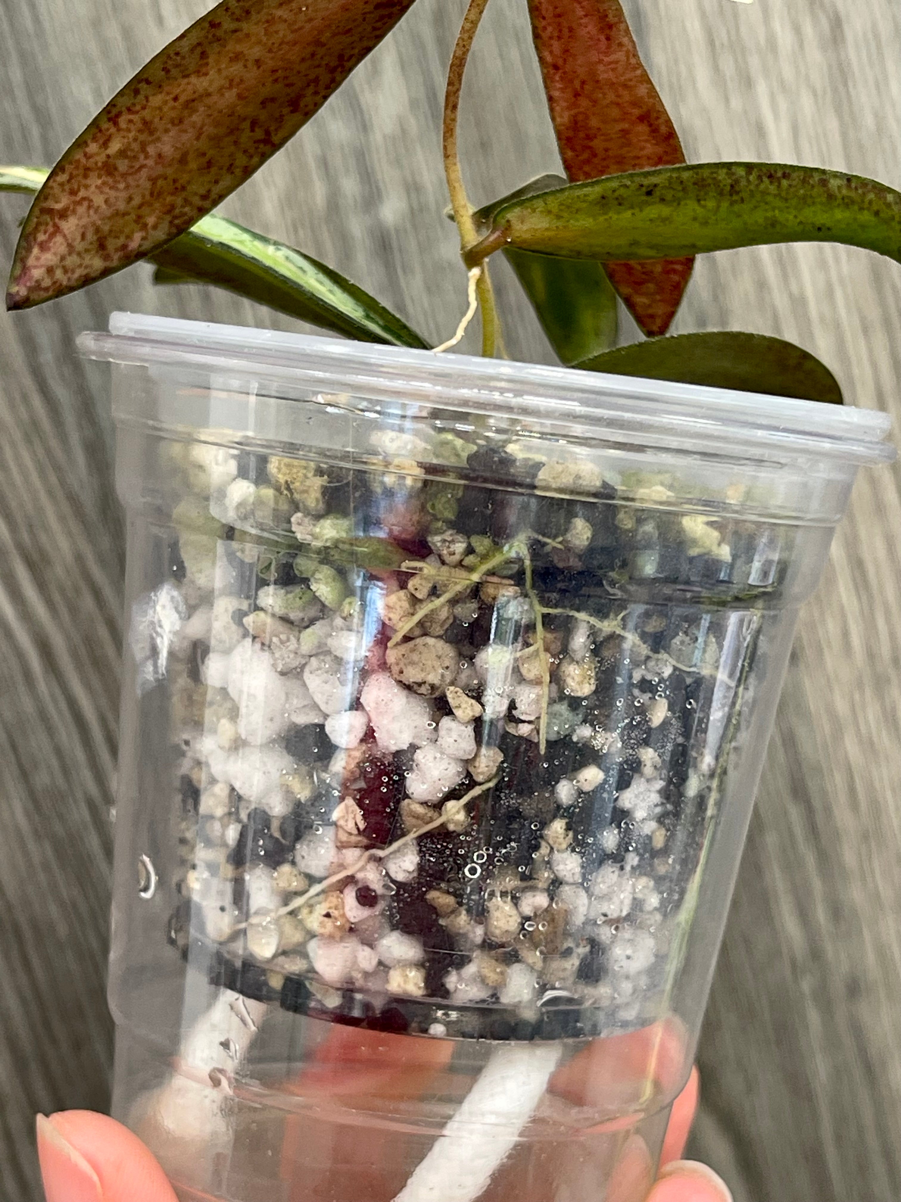 Hoya Sigillatis Inner Variegated