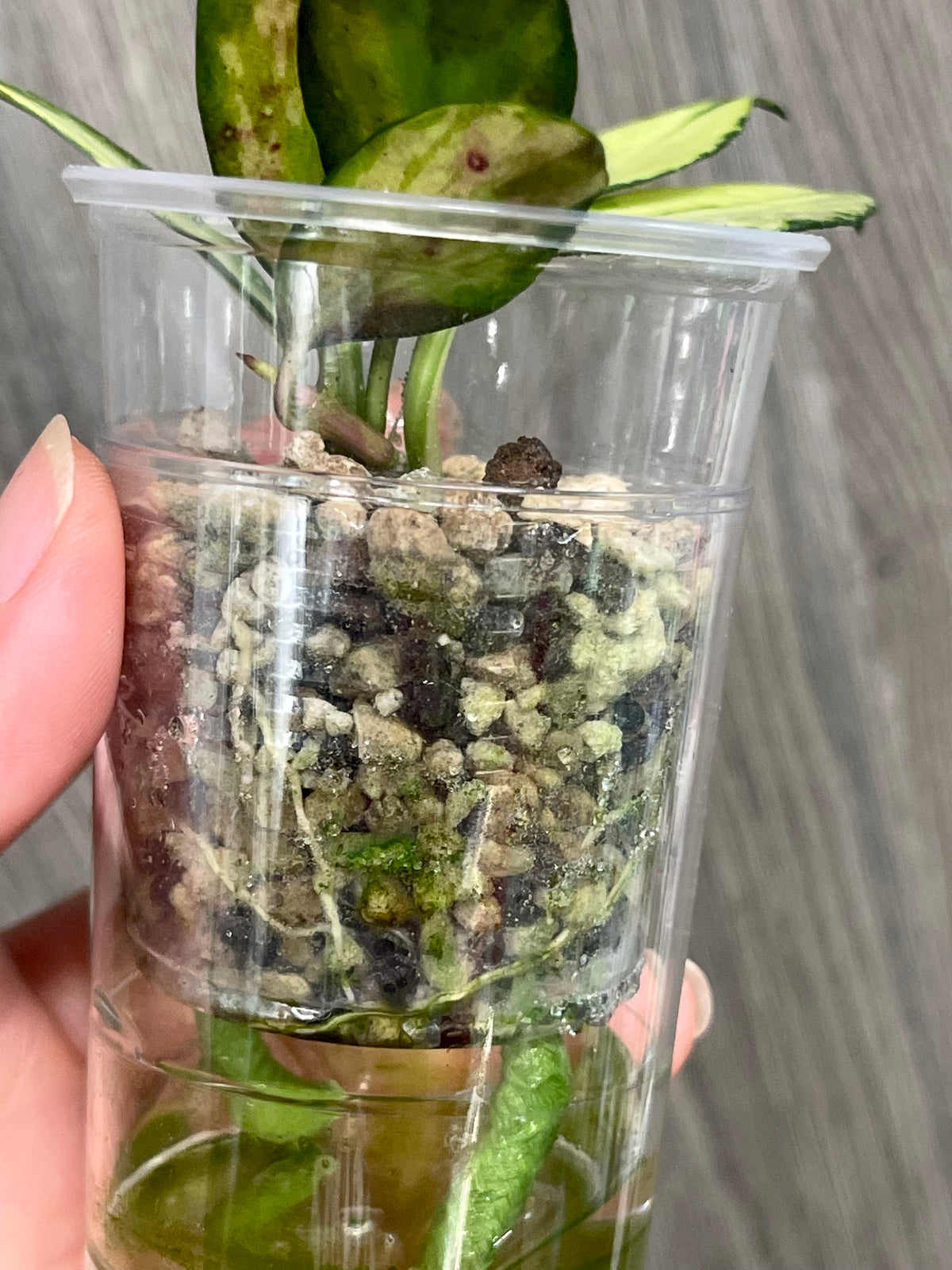 Hoya Nabawanensis Variegated