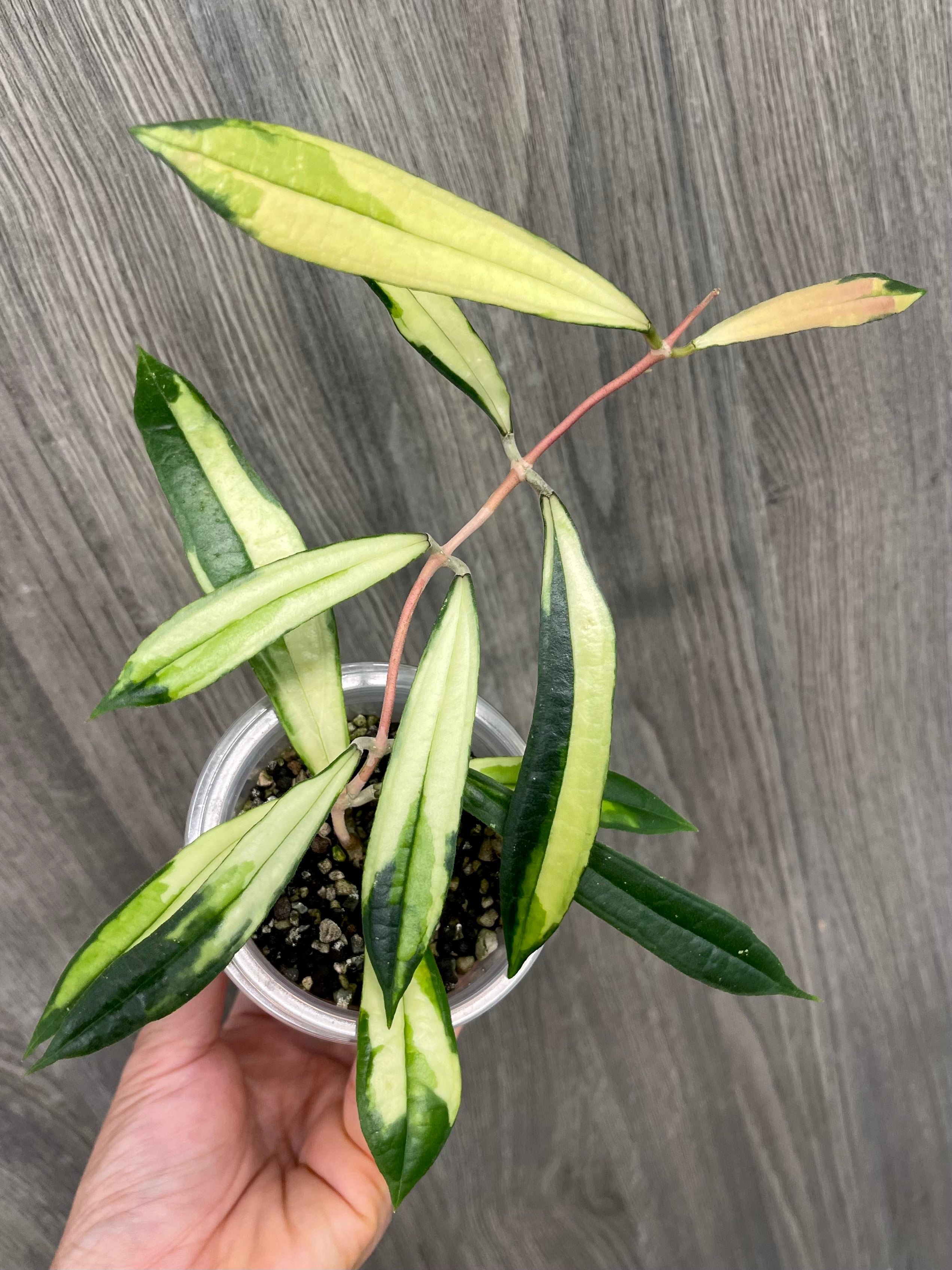 Hoya Rigidifolia Variegated