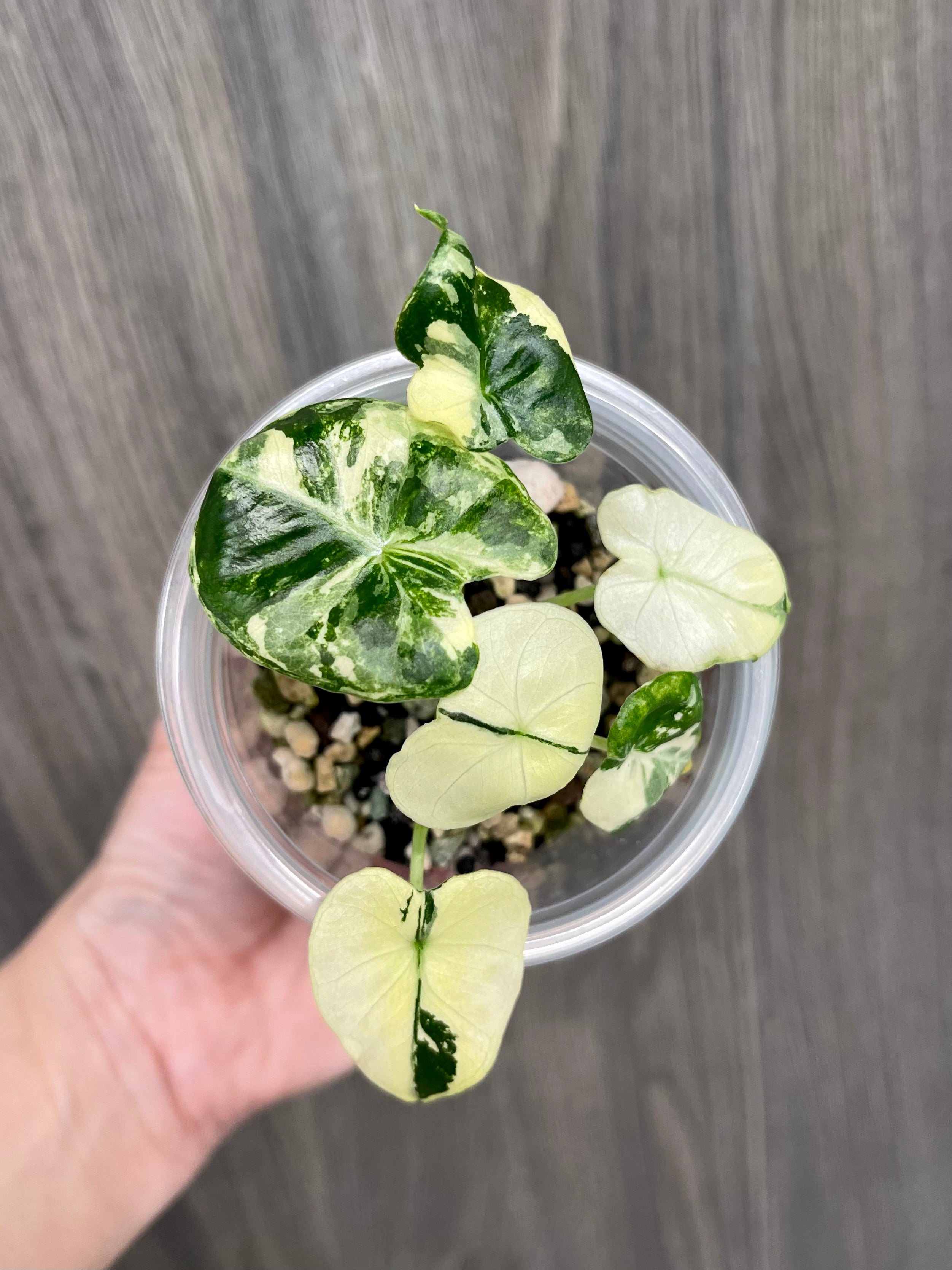 Alocasia London Eyes Albo