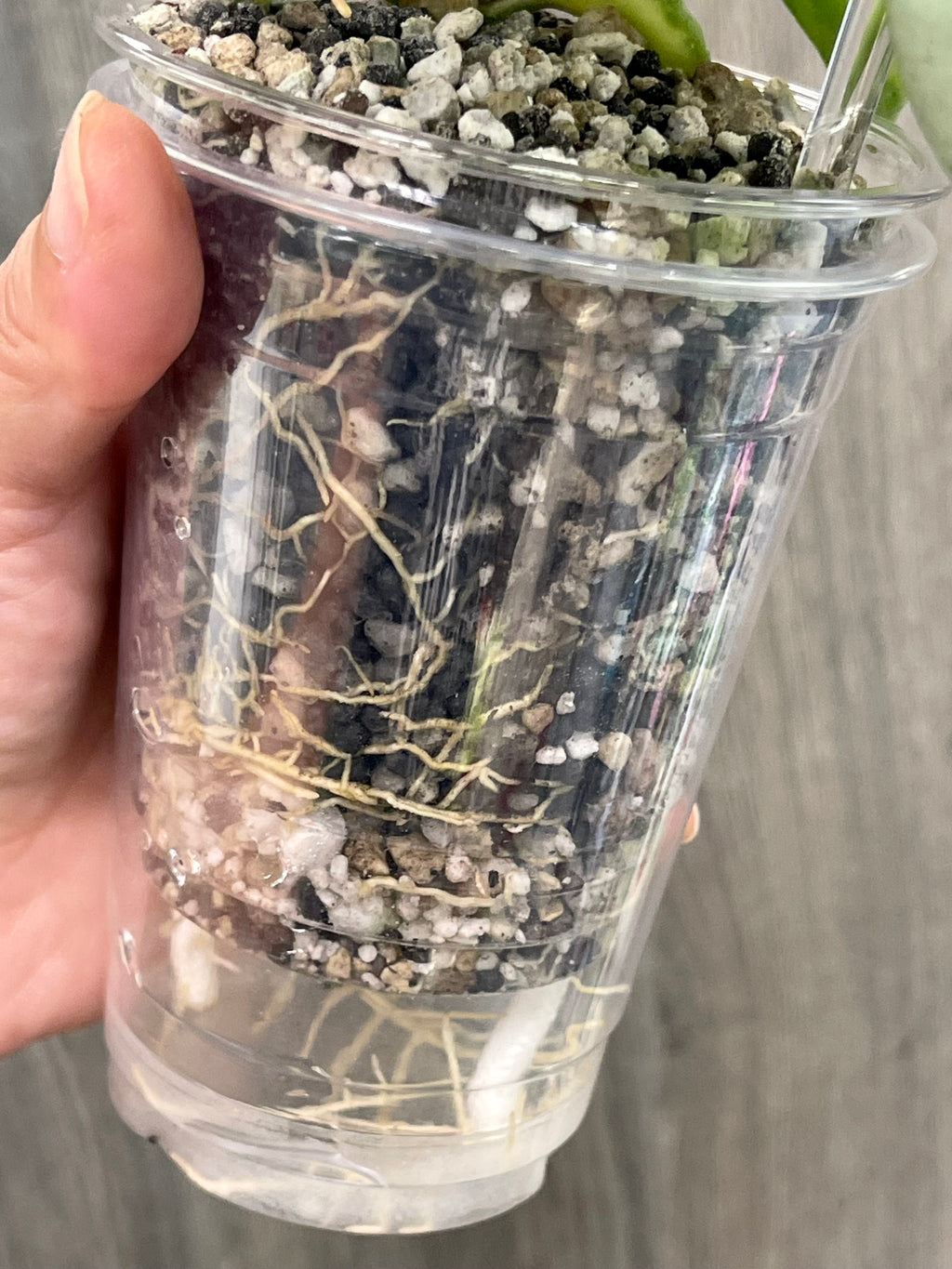 Hoya Argentea Princess