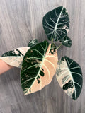 Alocasia Black Velvet Pink D