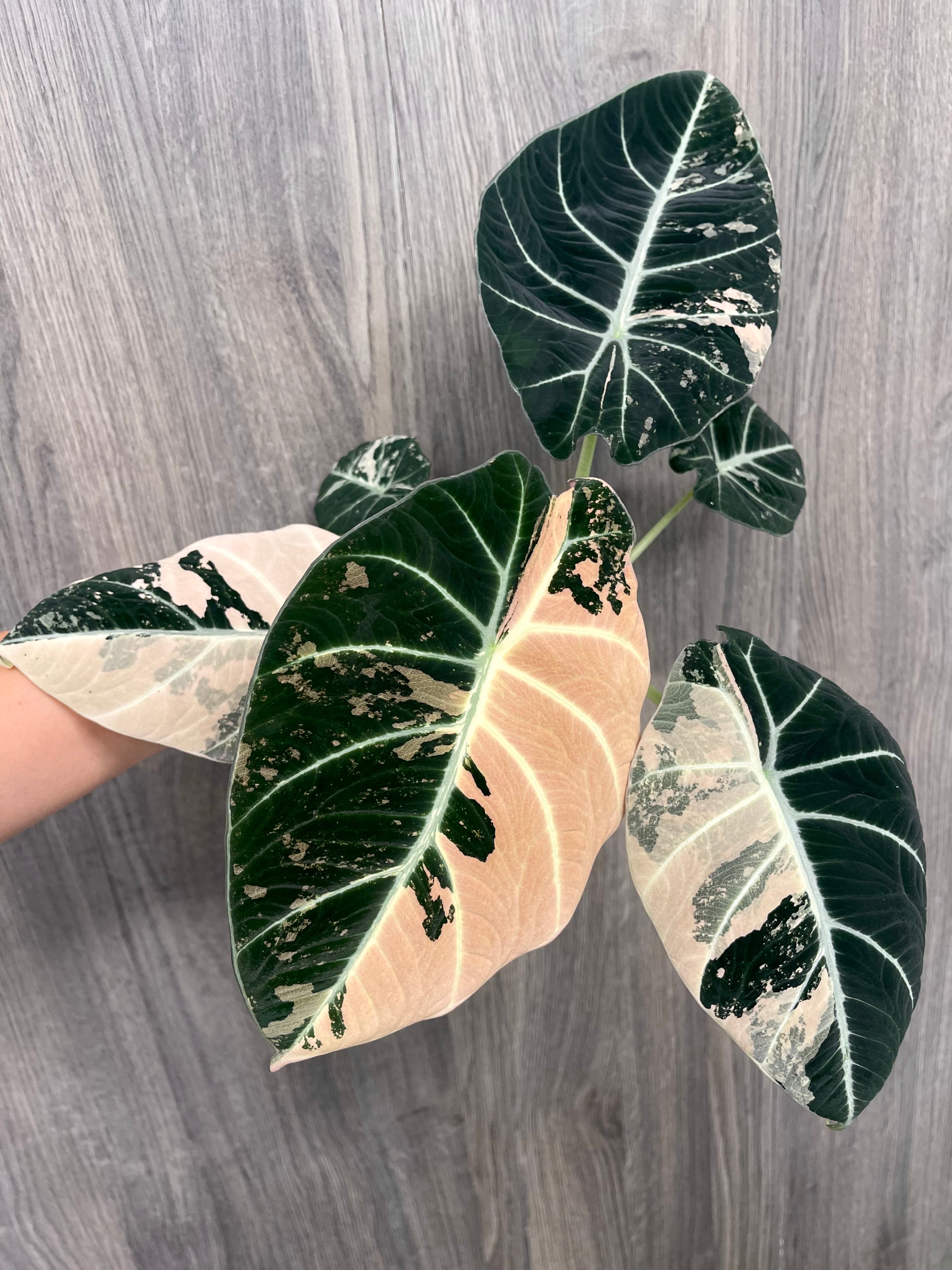 Alocasia Black Velvet Pink D