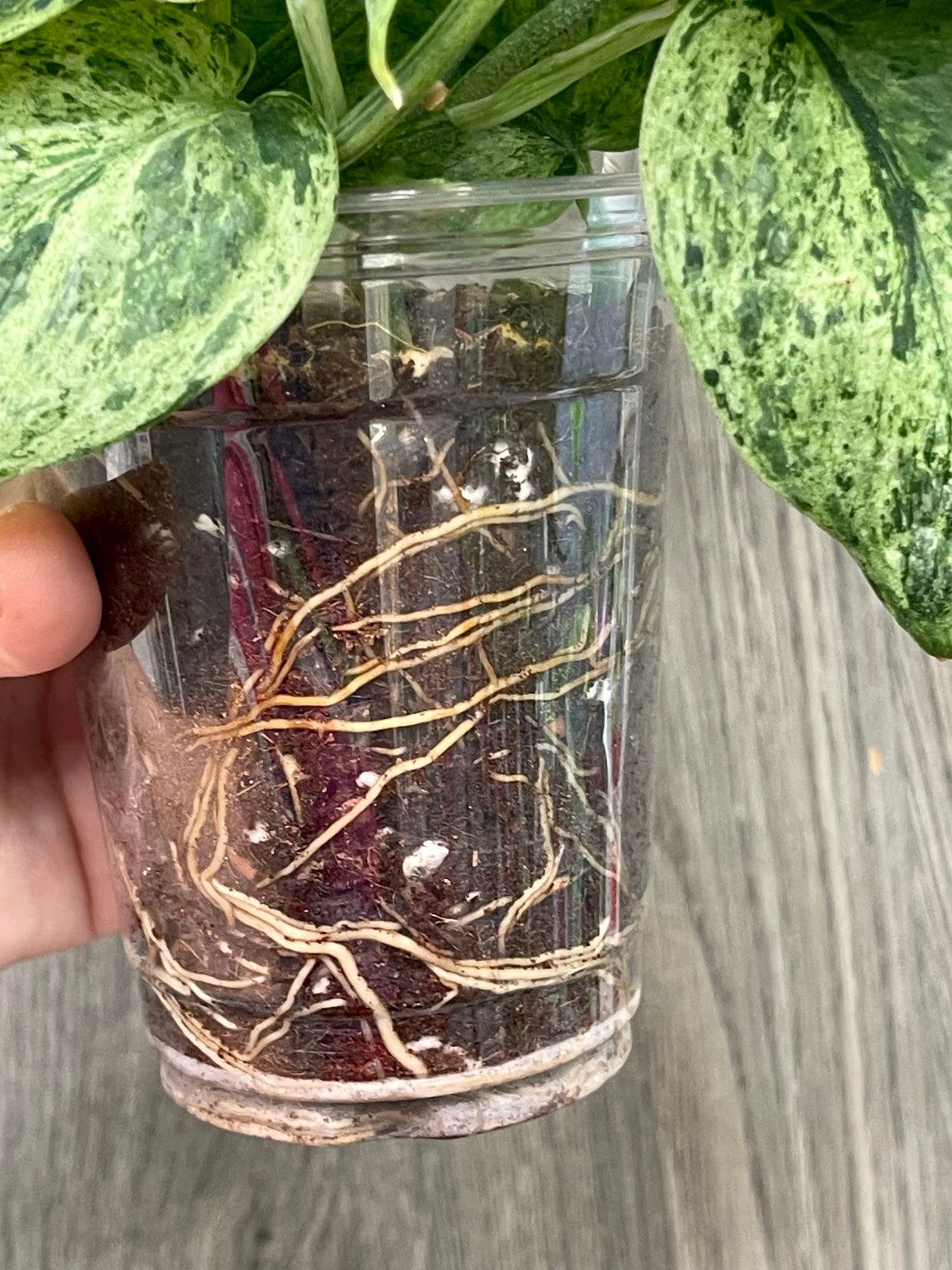 Scindapsus Halimoon