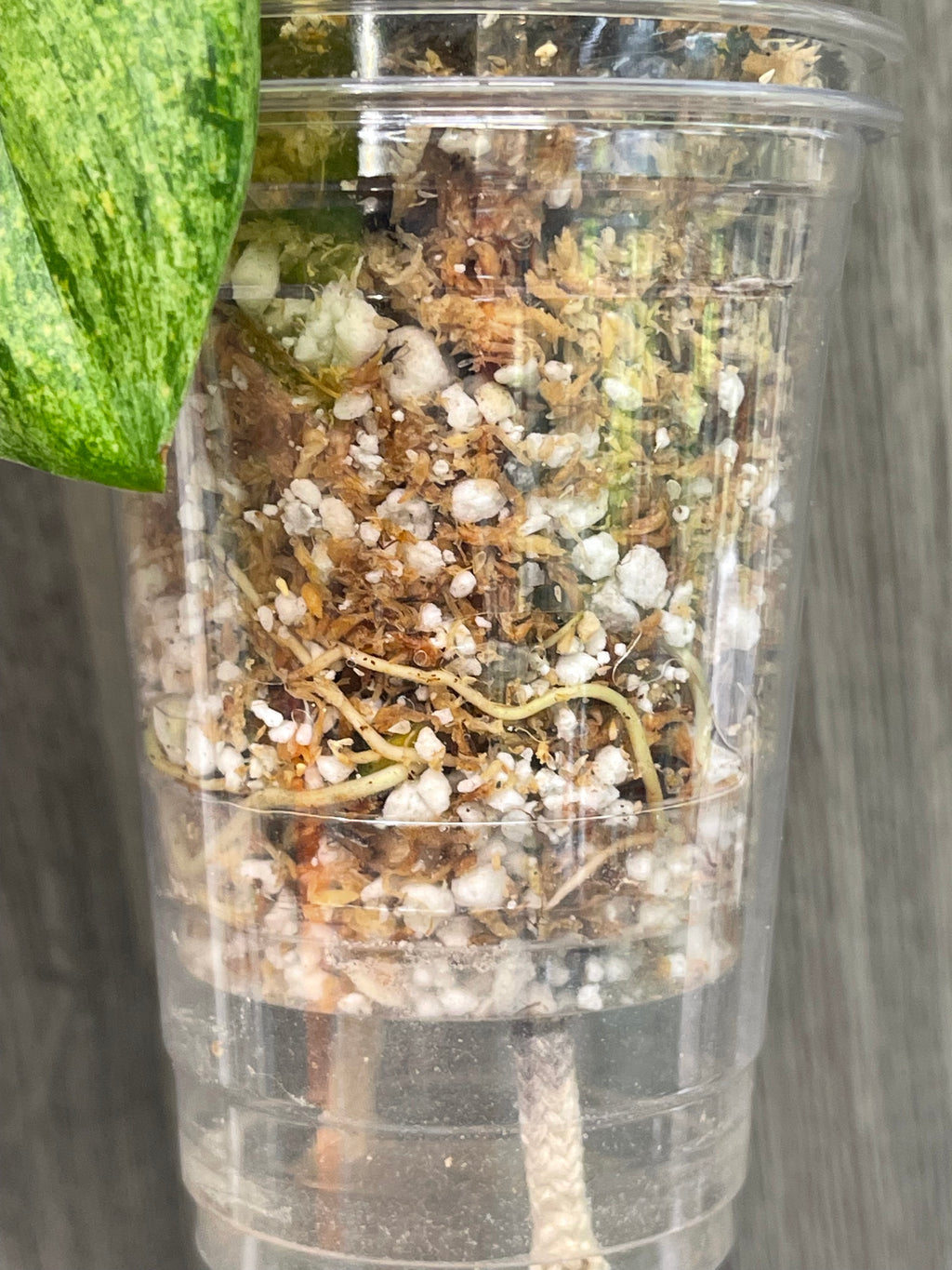 Scindapsus Treubii Marble