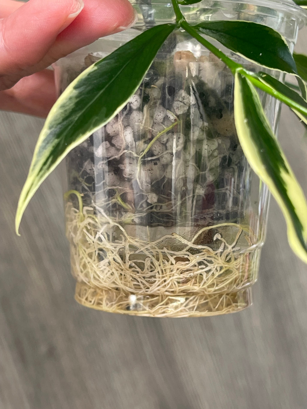 Hoya Polyneura Outer Variegated