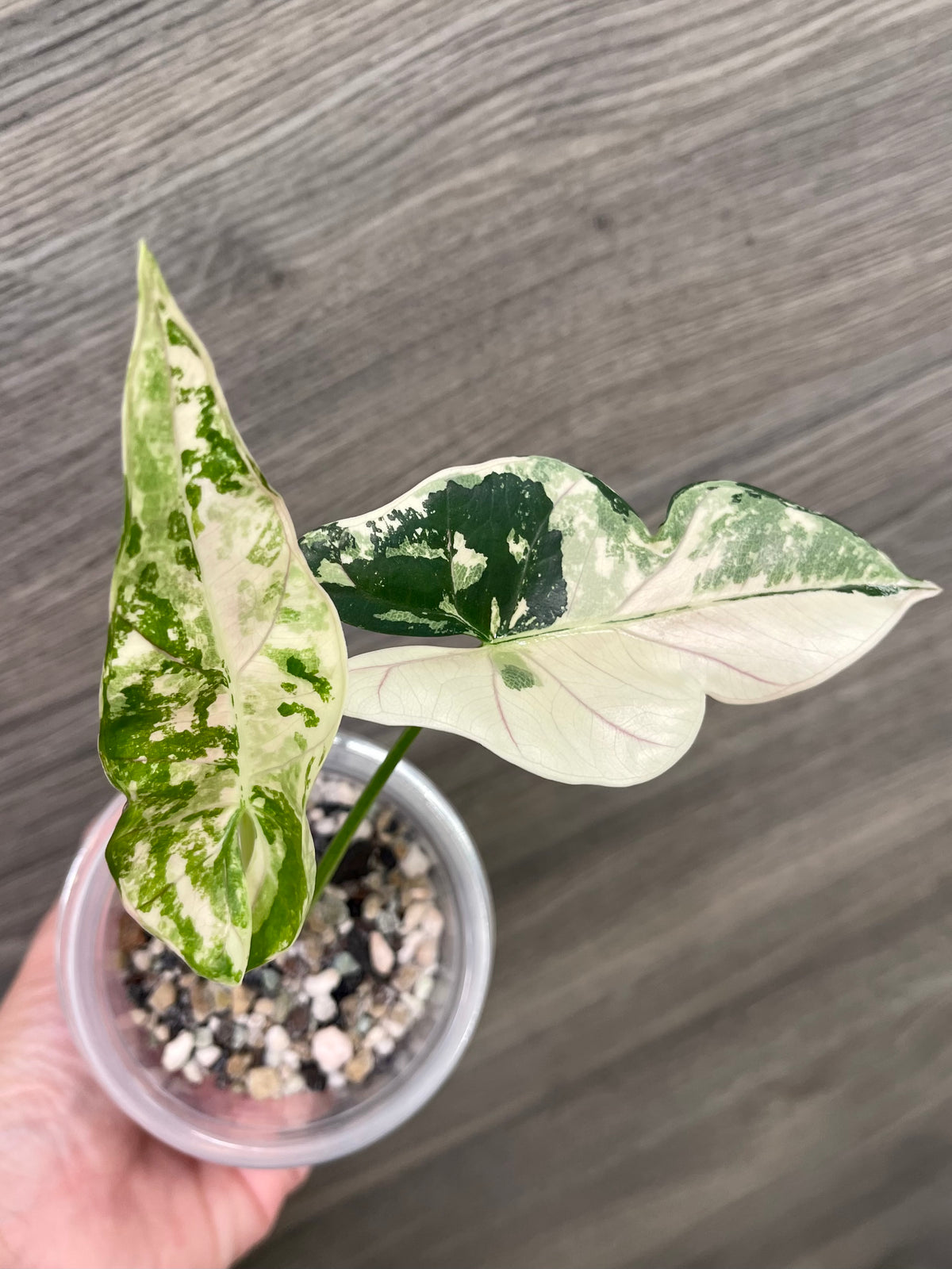 Alocasia Scabriuscula Pink Albo D