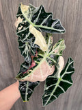 Alocasia Polly Pink