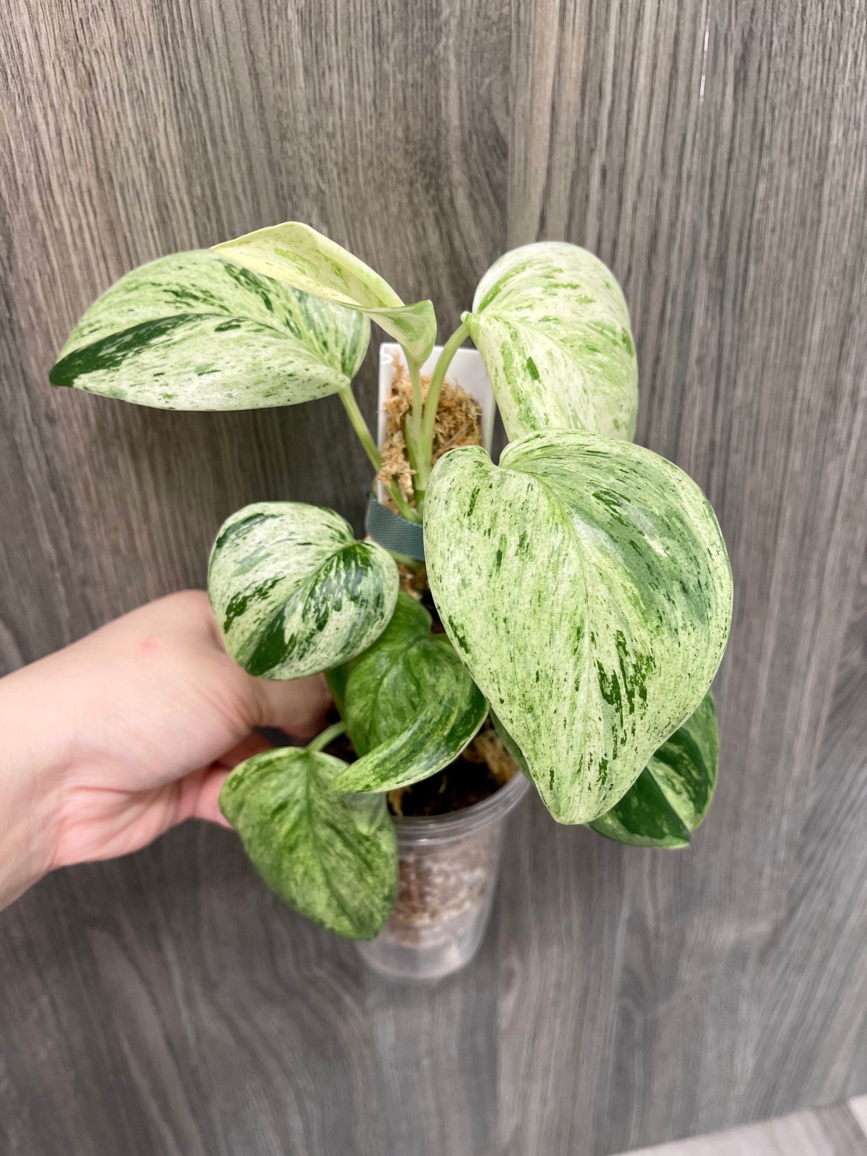 Scindapsus Treubii Marble
