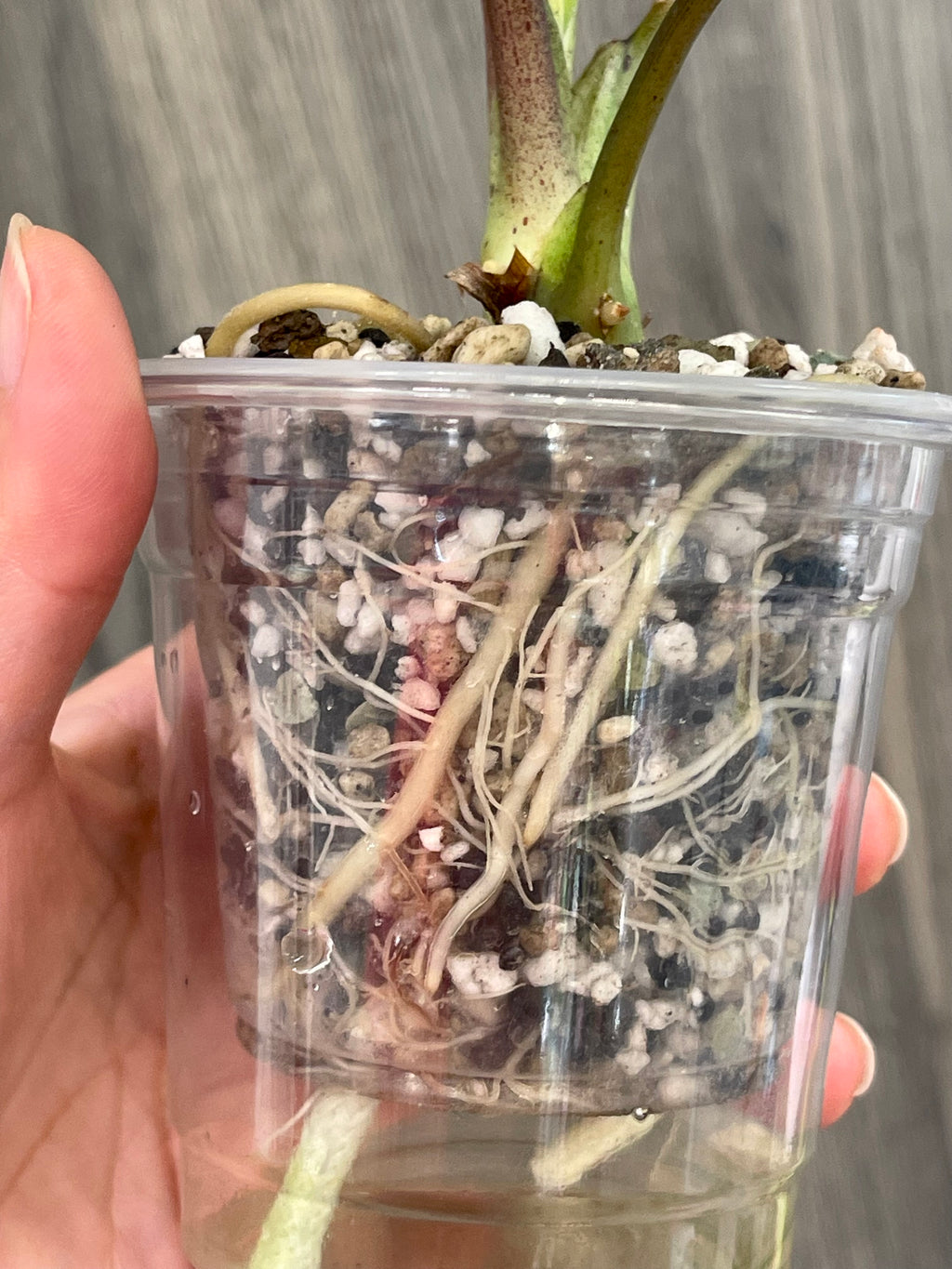 Alocasia Bisma Platinum Albo Mint